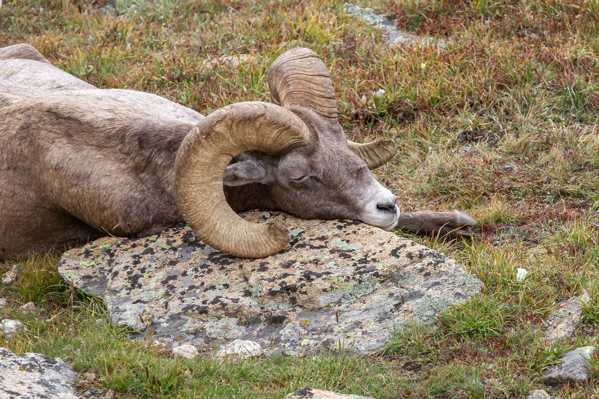 Bighorn Ram Siesta Time