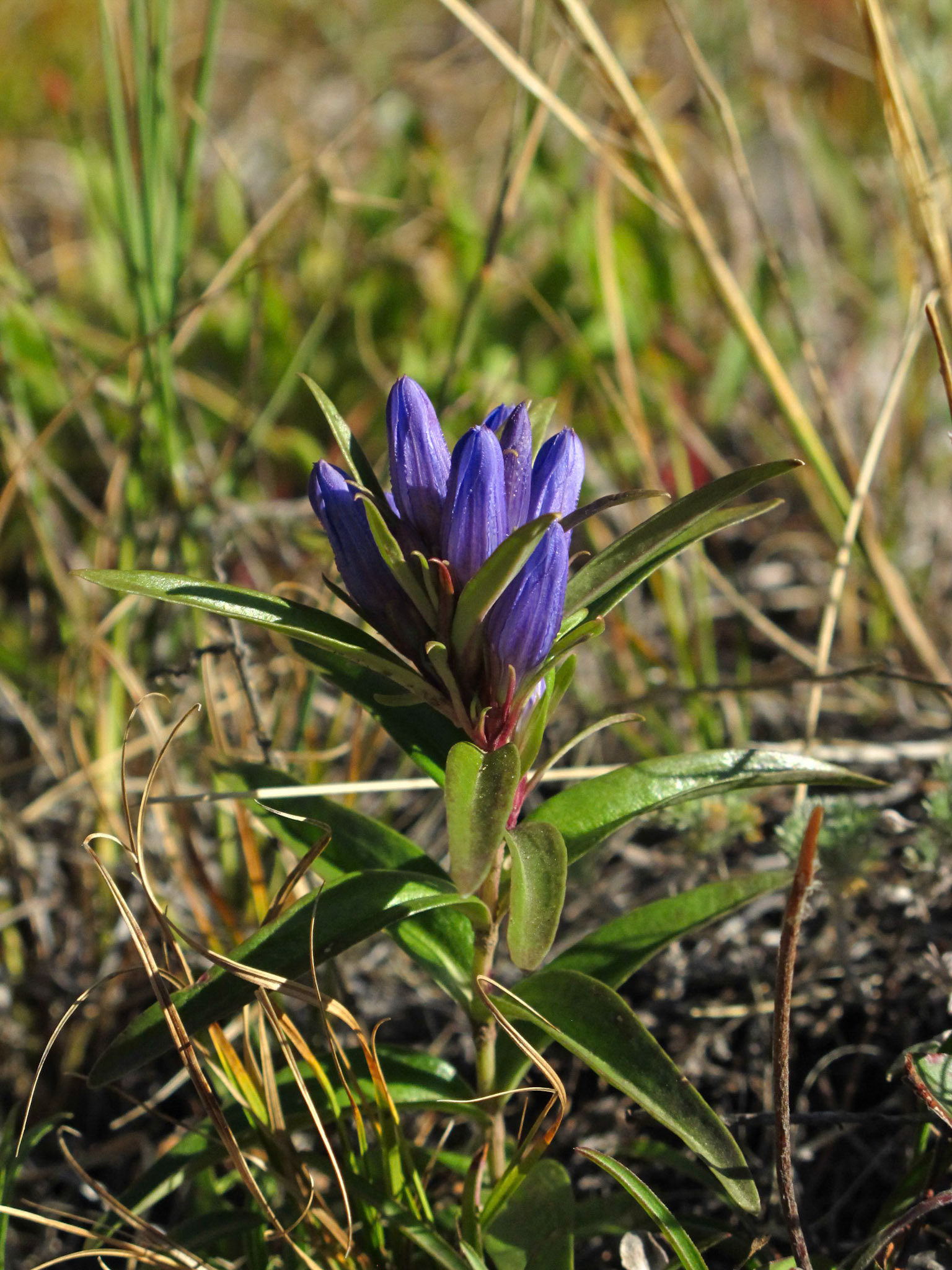 Gentian, Parry