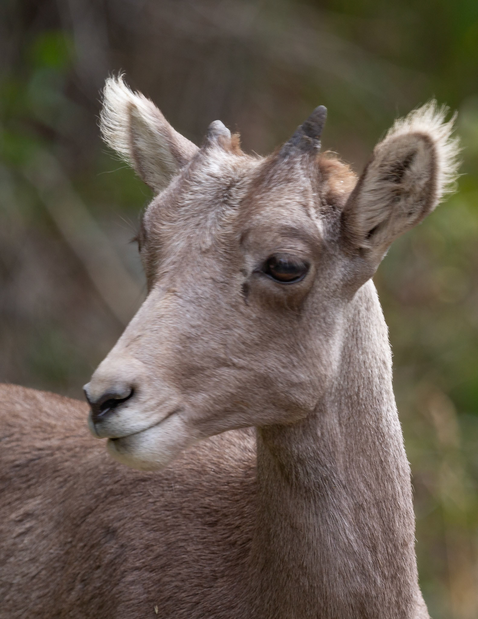 Yearling Bighorn