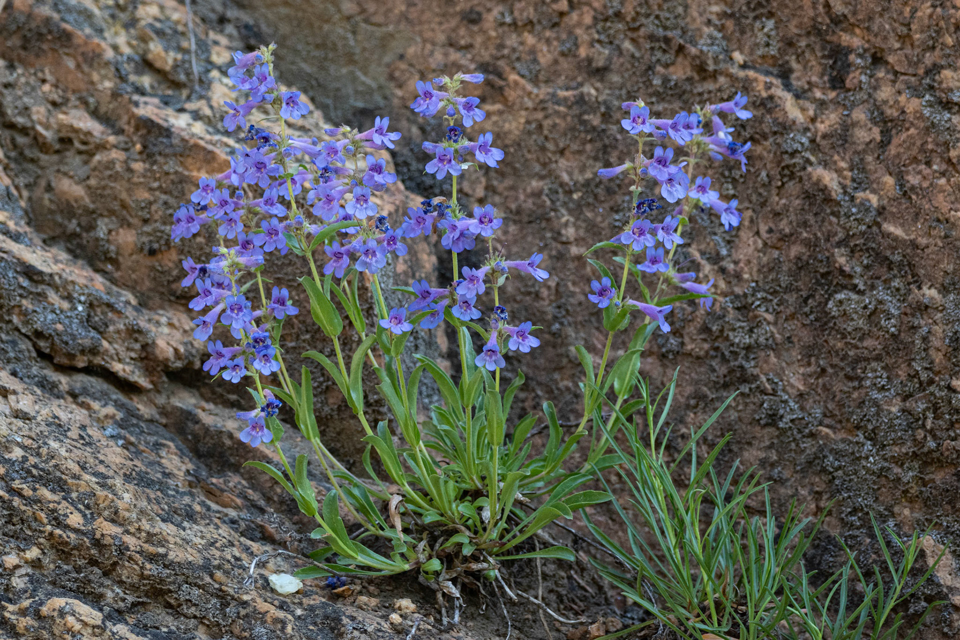 Penstemon virens,  Bluemist Penstemon
