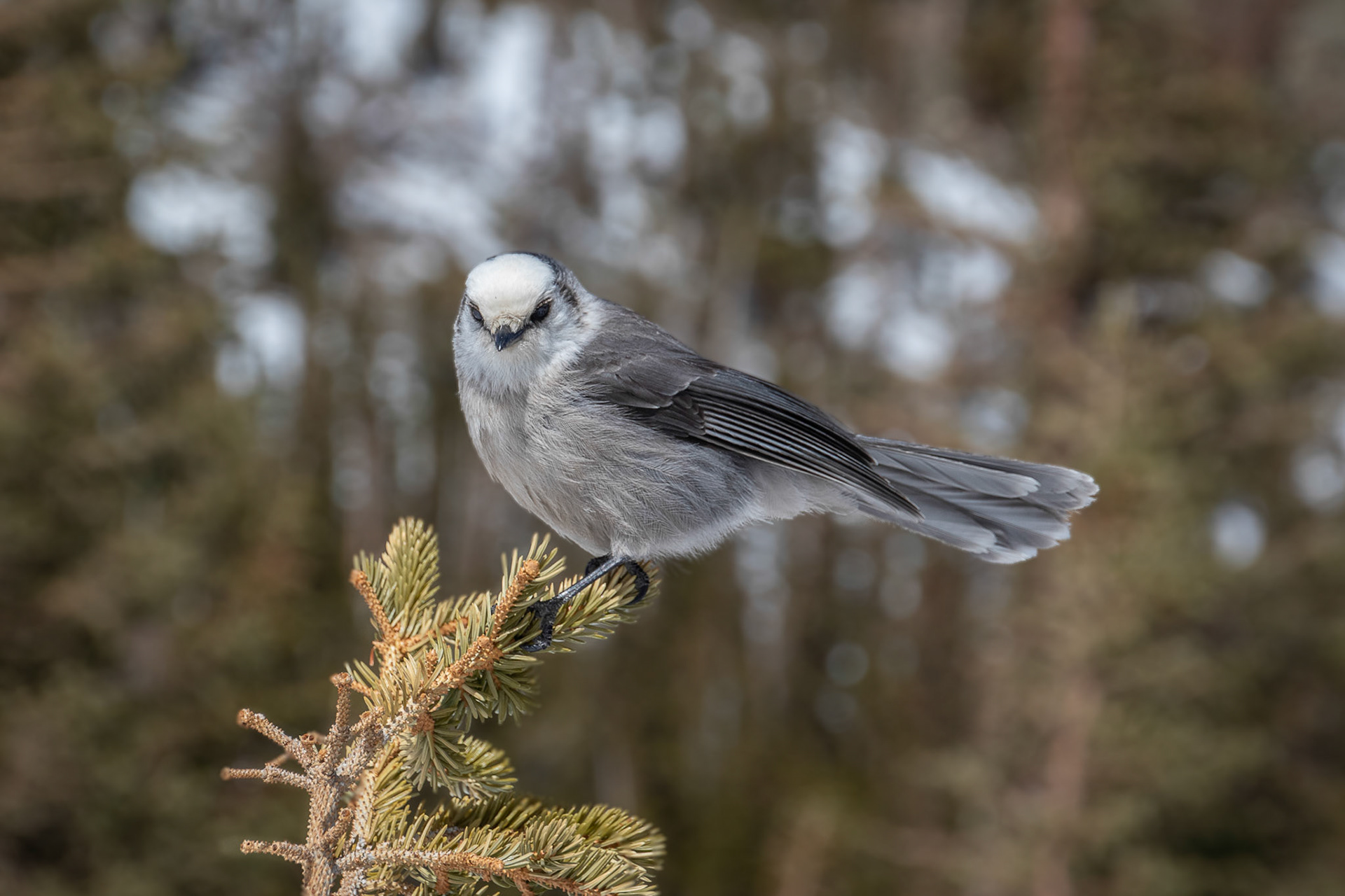 Grey Jay