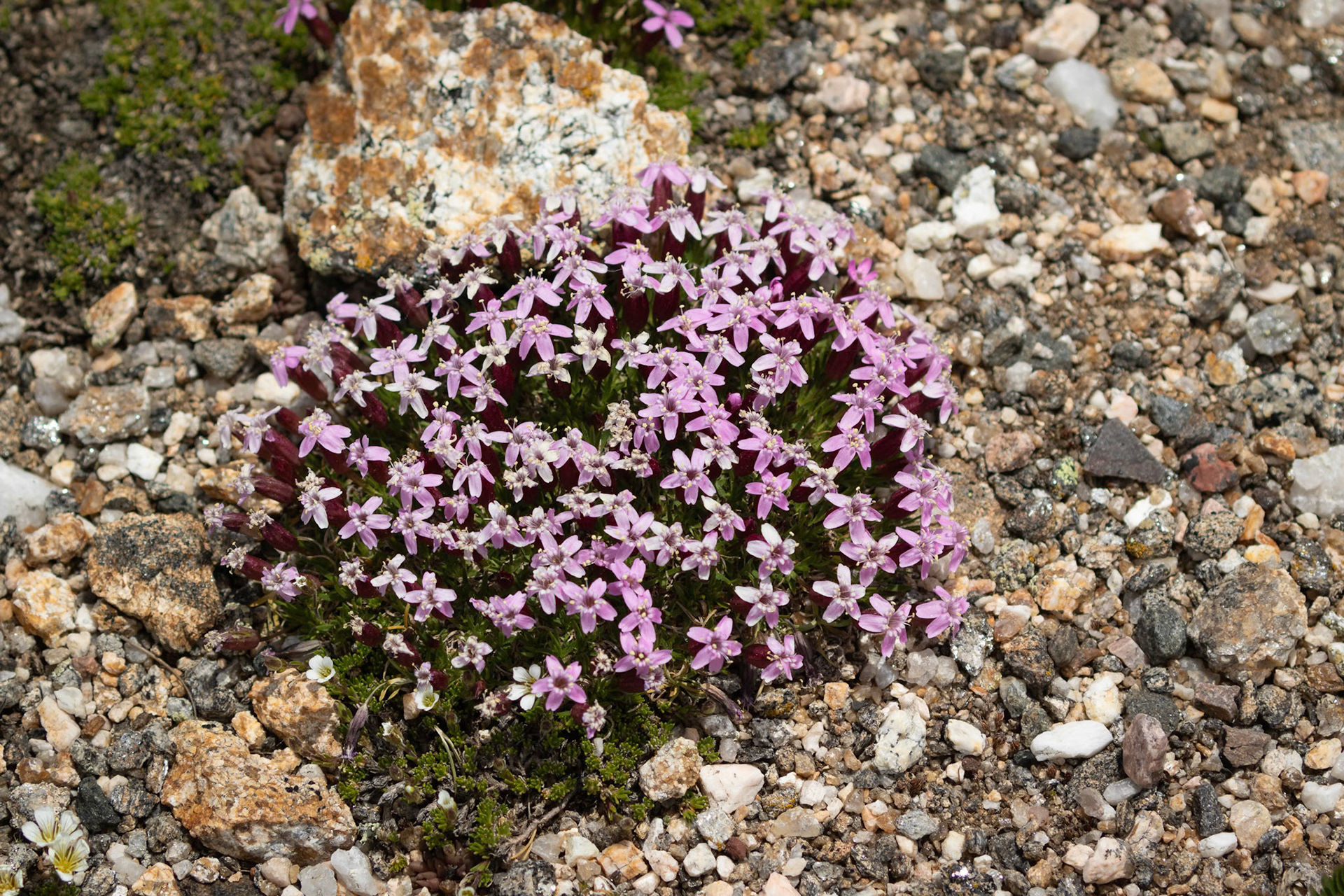 Moss Campion