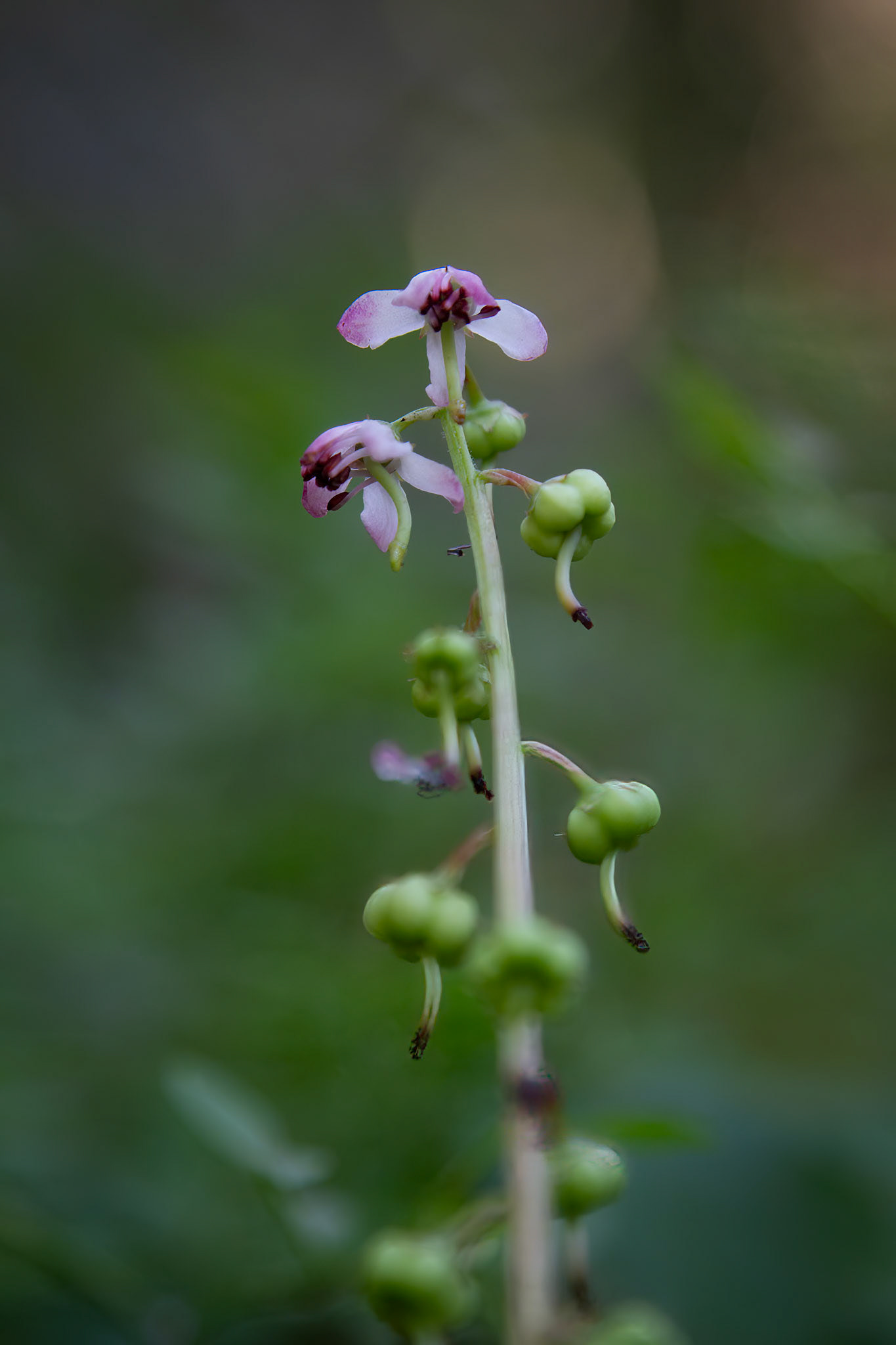 Pyrola
