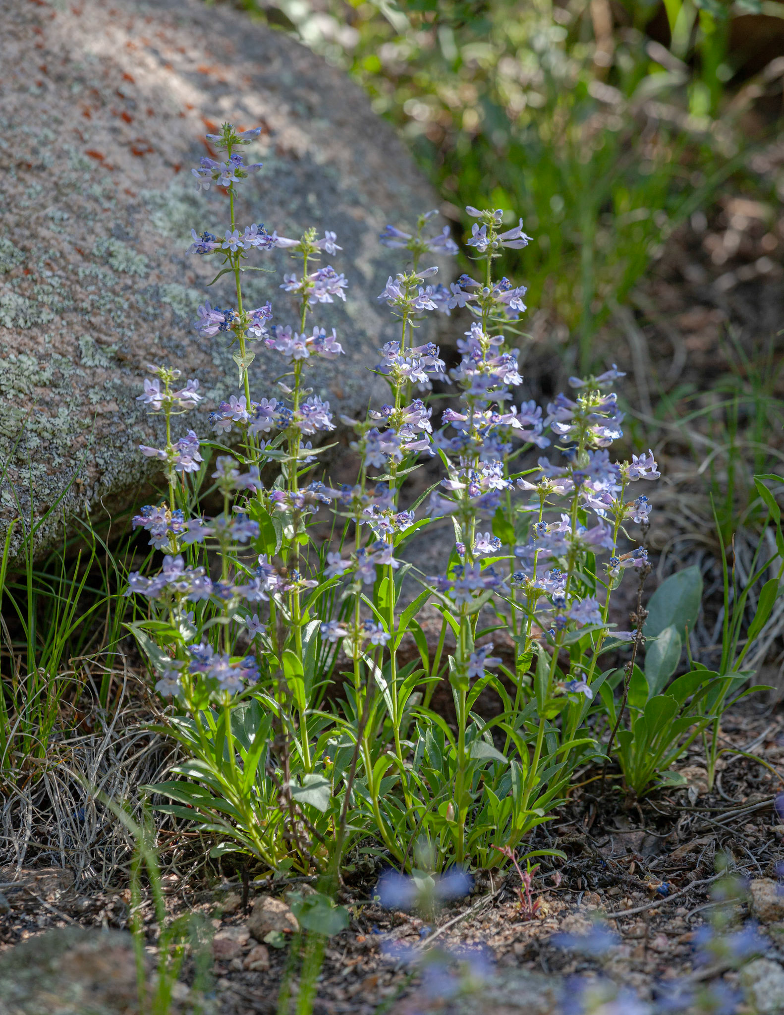 Penstemon strictus,  Rocky Mountain Penstemon