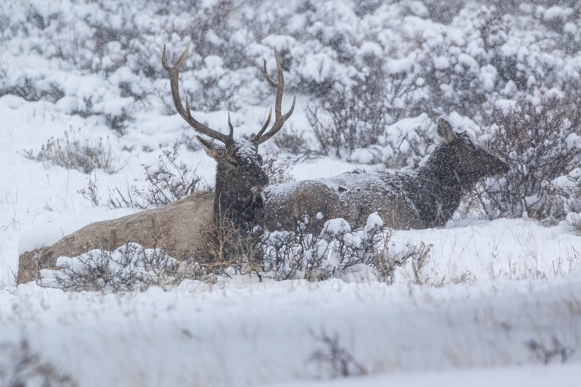 Elk In Winter Snowstorm