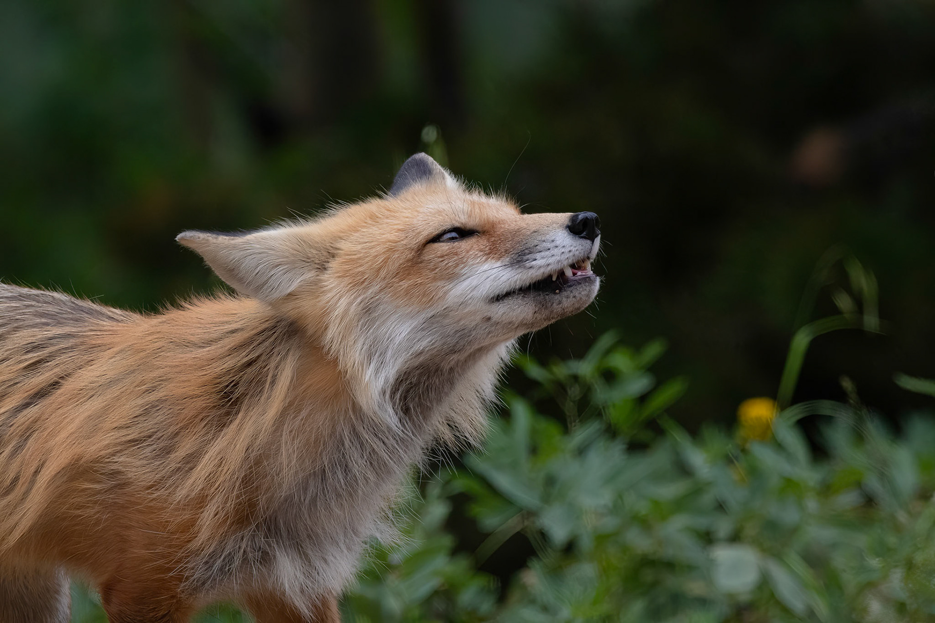 Red Fox Checking Air For Prey Scent
