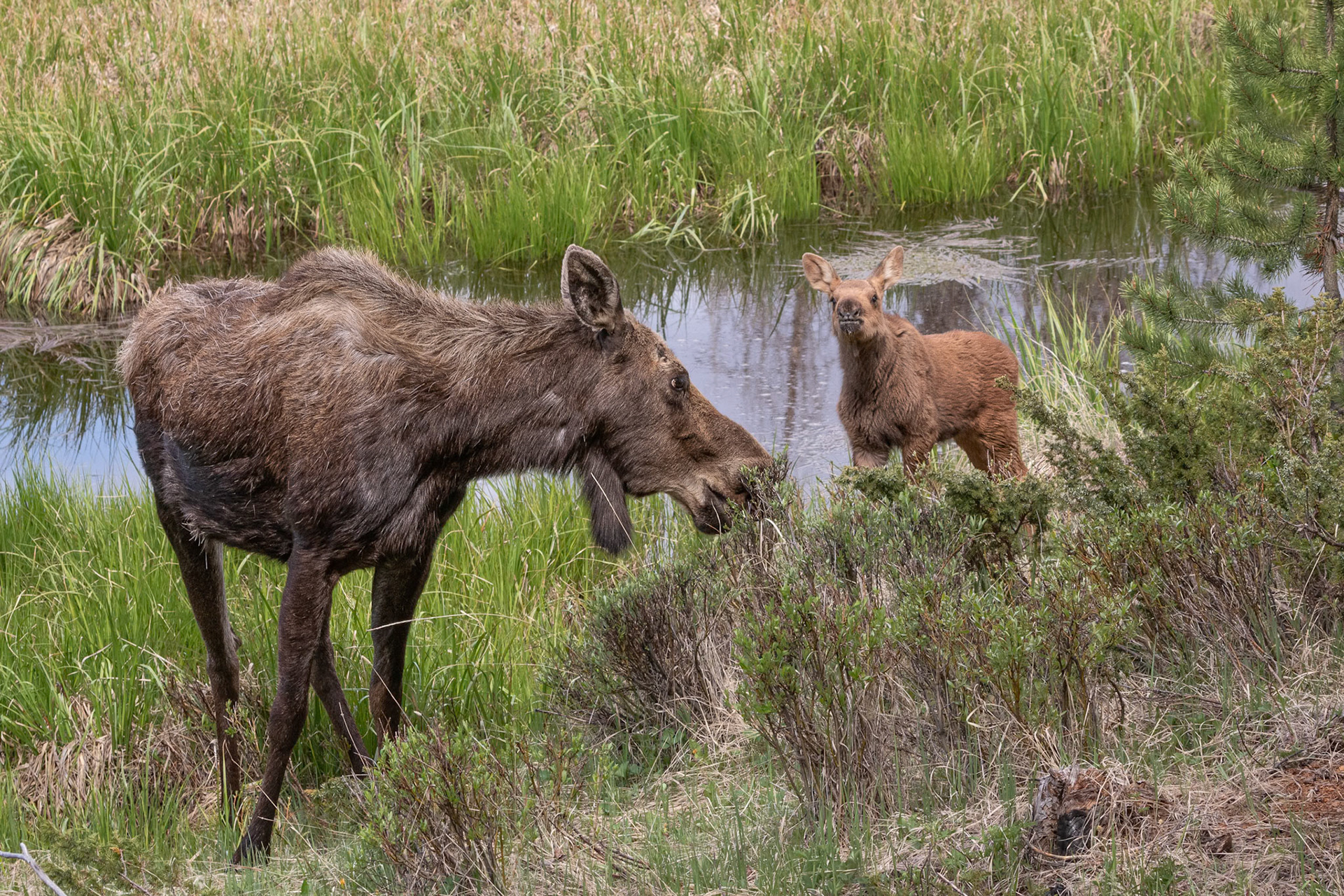 Cow Moose and Calf