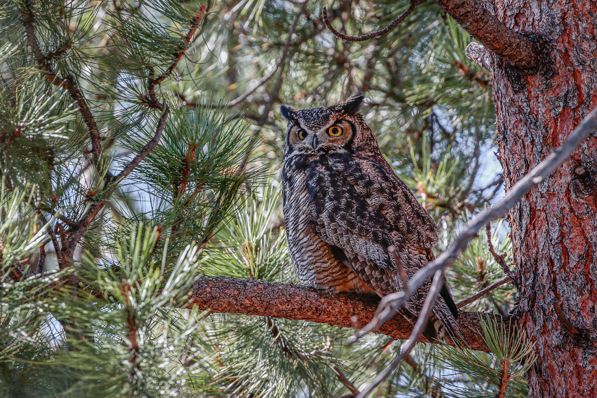 Great Horned Owl