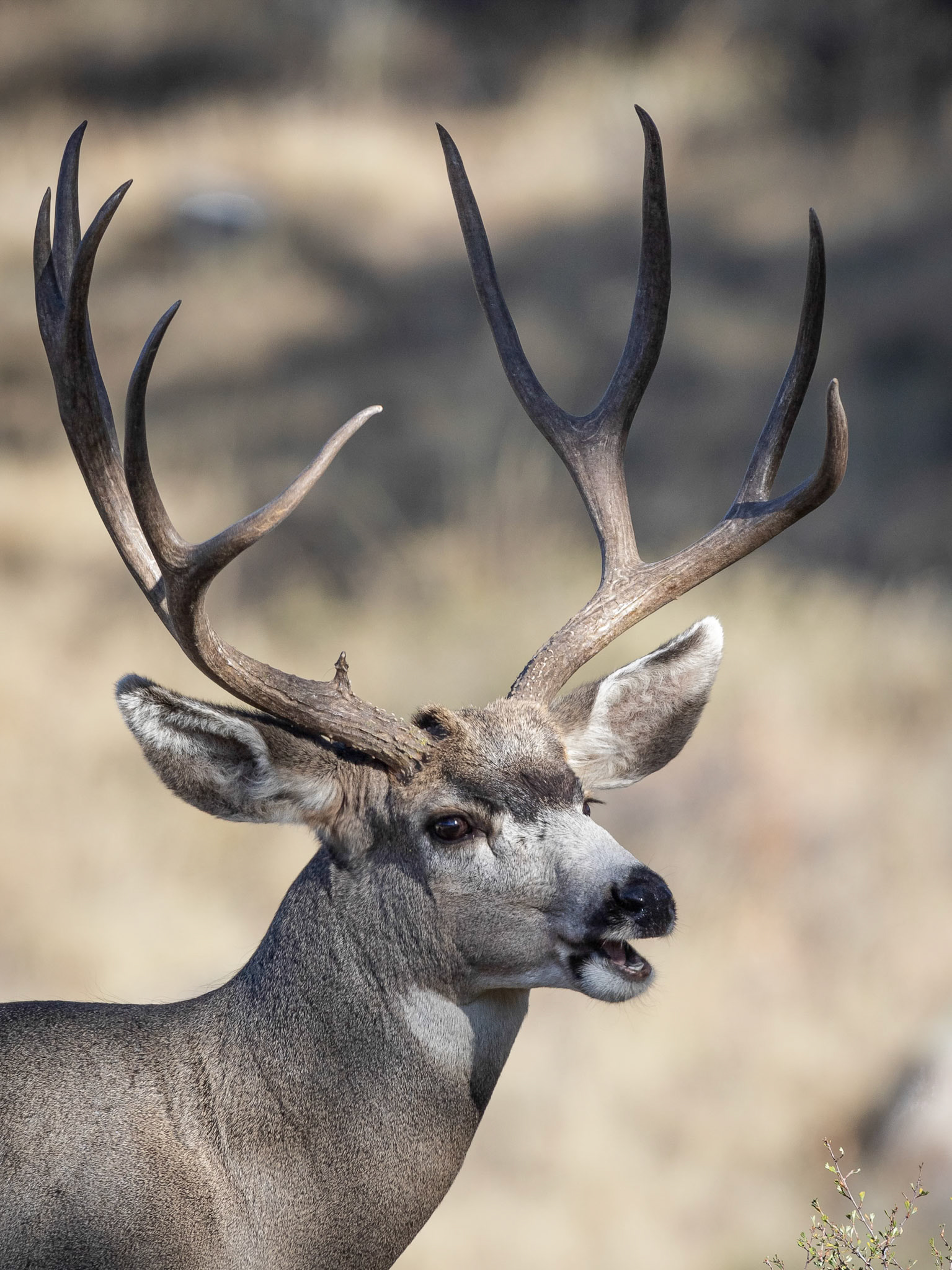 Mule Deer Buck