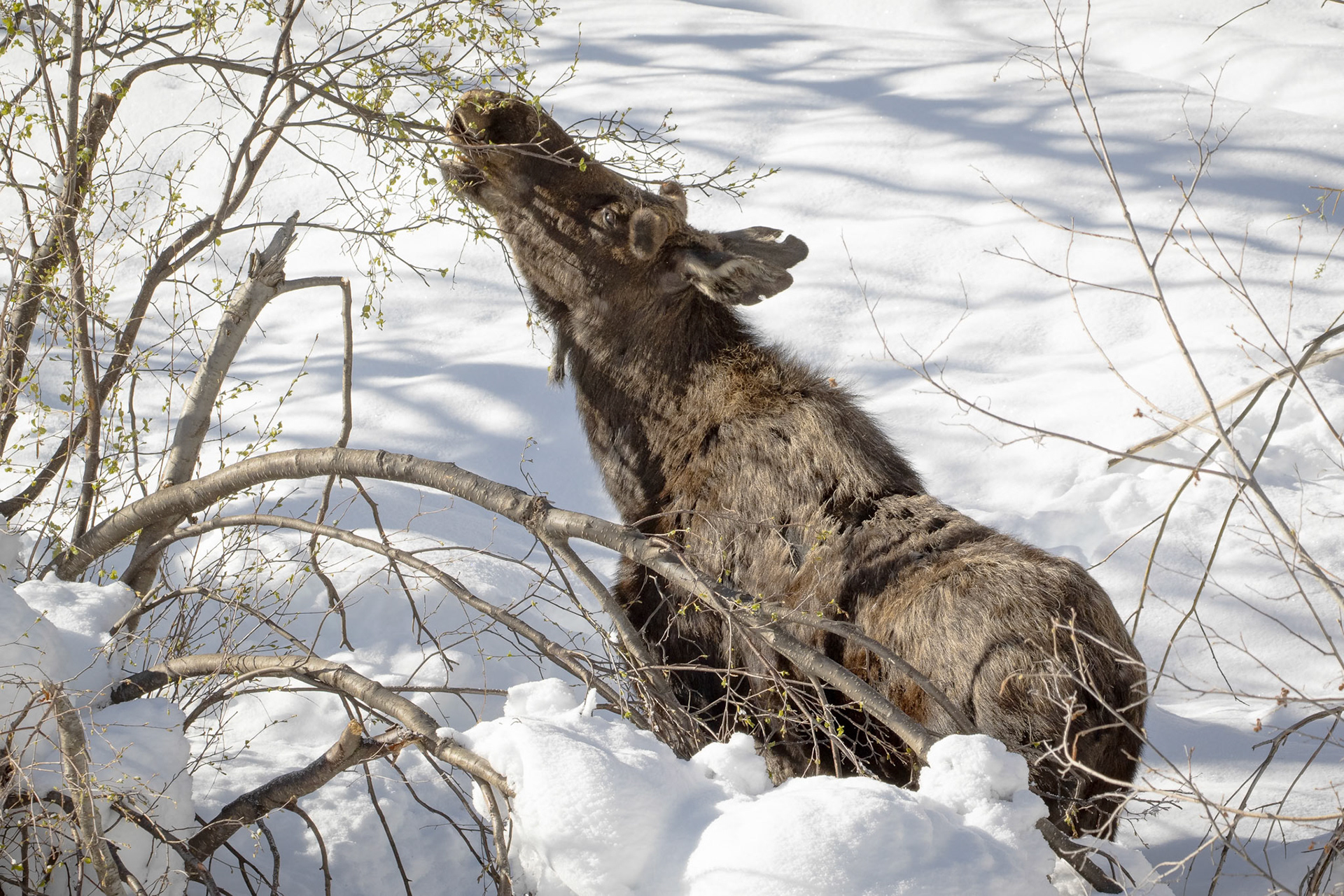 Bull Moose Feeding On Willow Buds In Winter