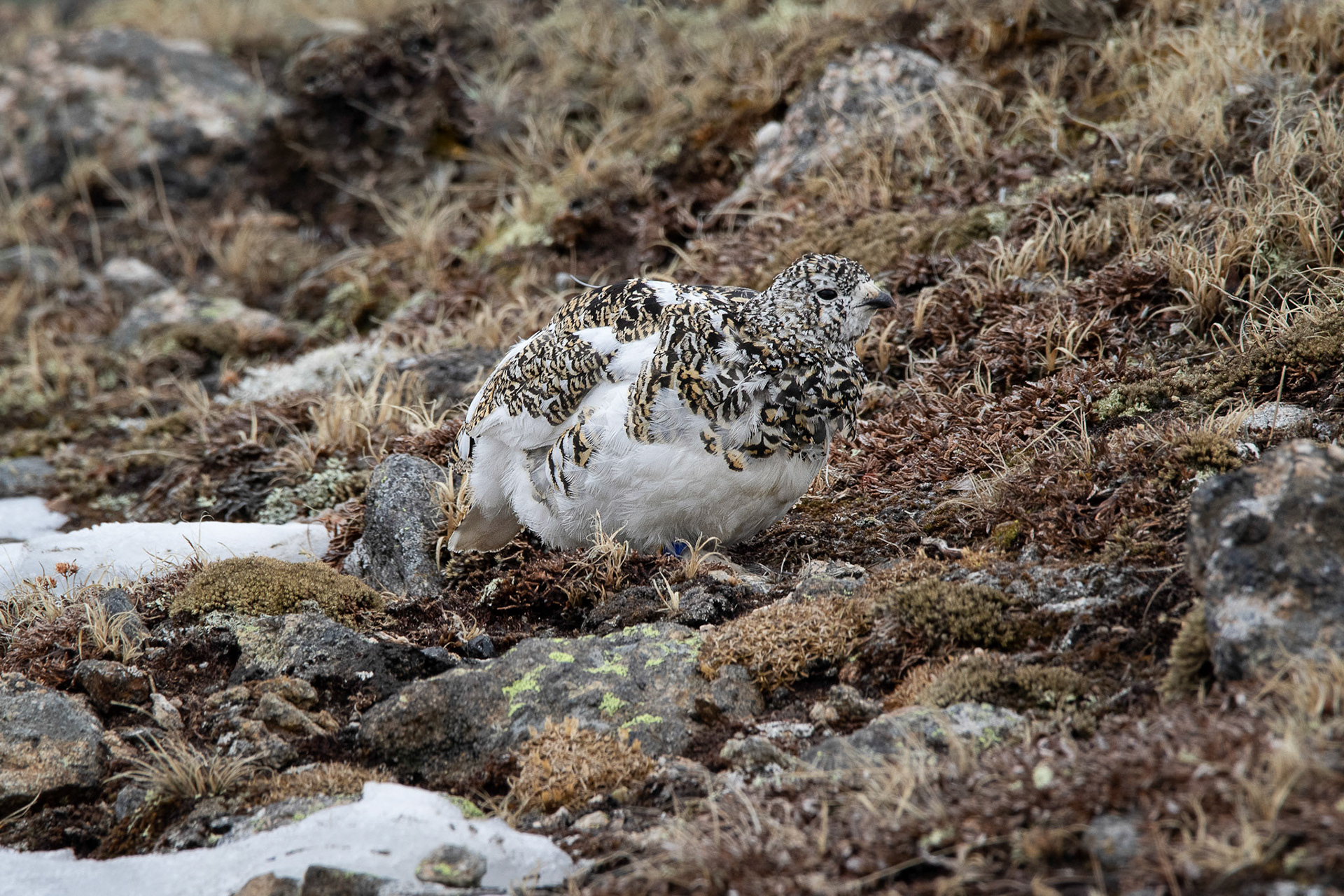 Ptarmigan Changing From Winter White Coloration