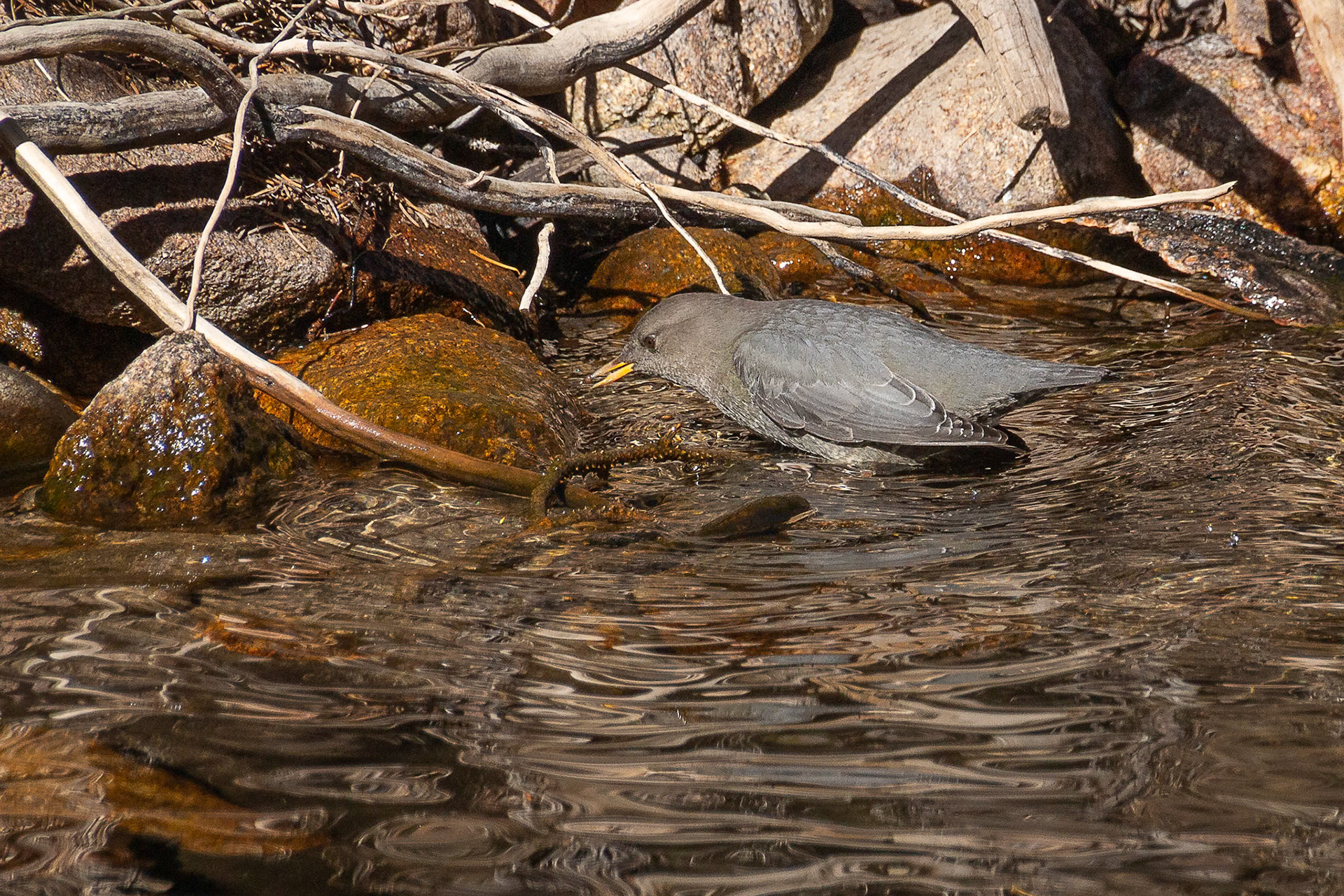 American Dipper
