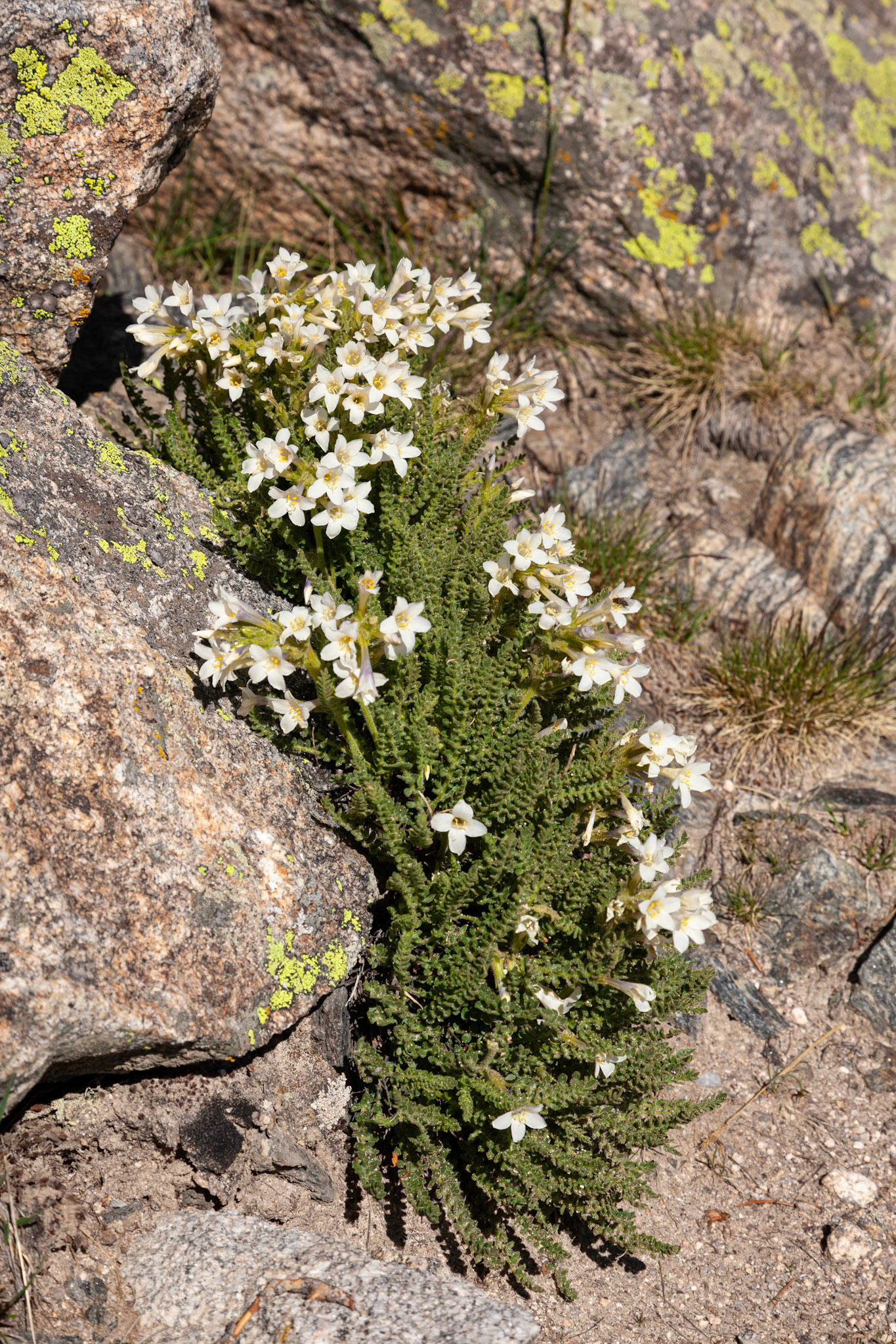 Alpine Stitchwort