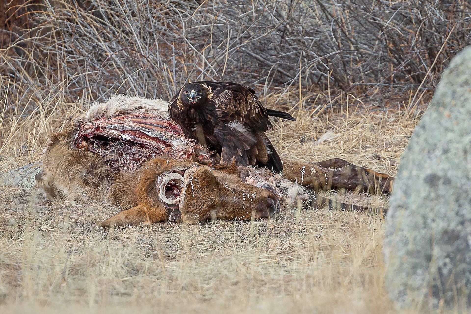 Golden Eagle On Elk Carcass