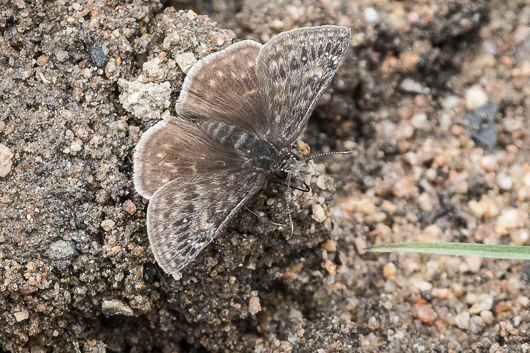 Dreamy Duskywing