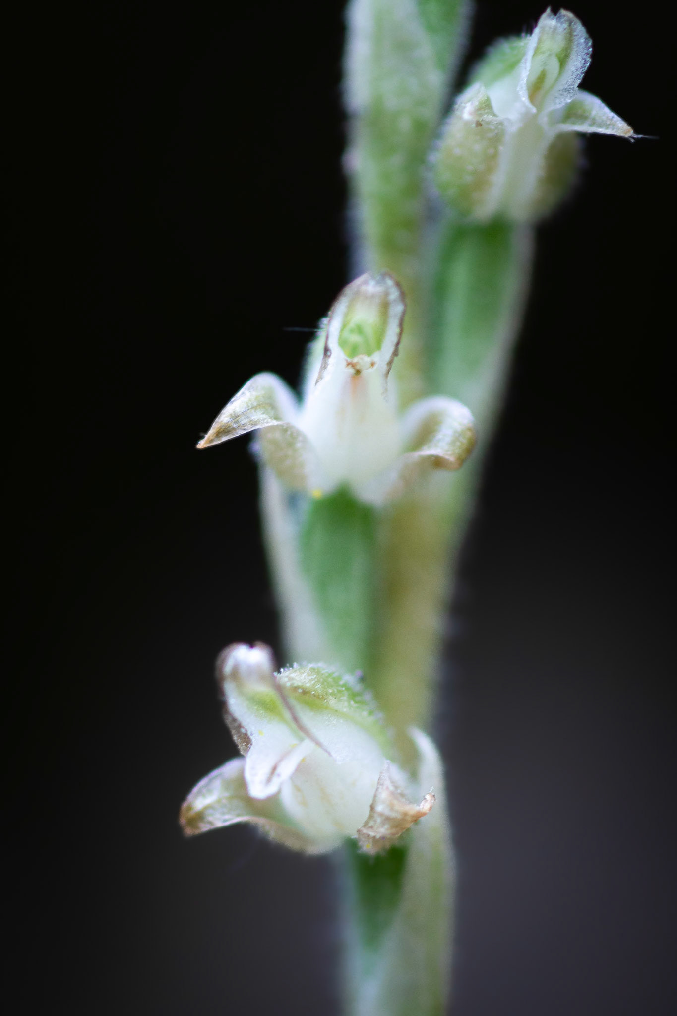 Rattlesnake Plantain, orchid