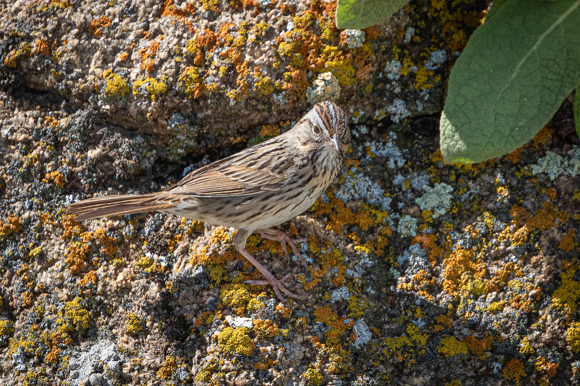 Lincoln's Sparrow
