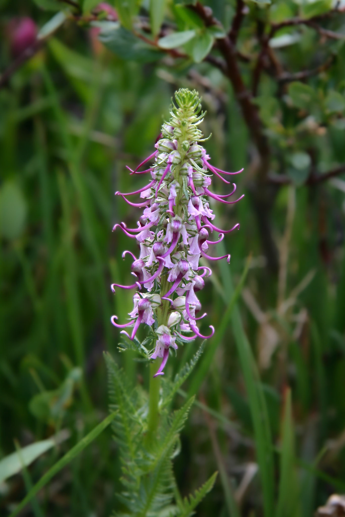 Elephant's Head, Pink