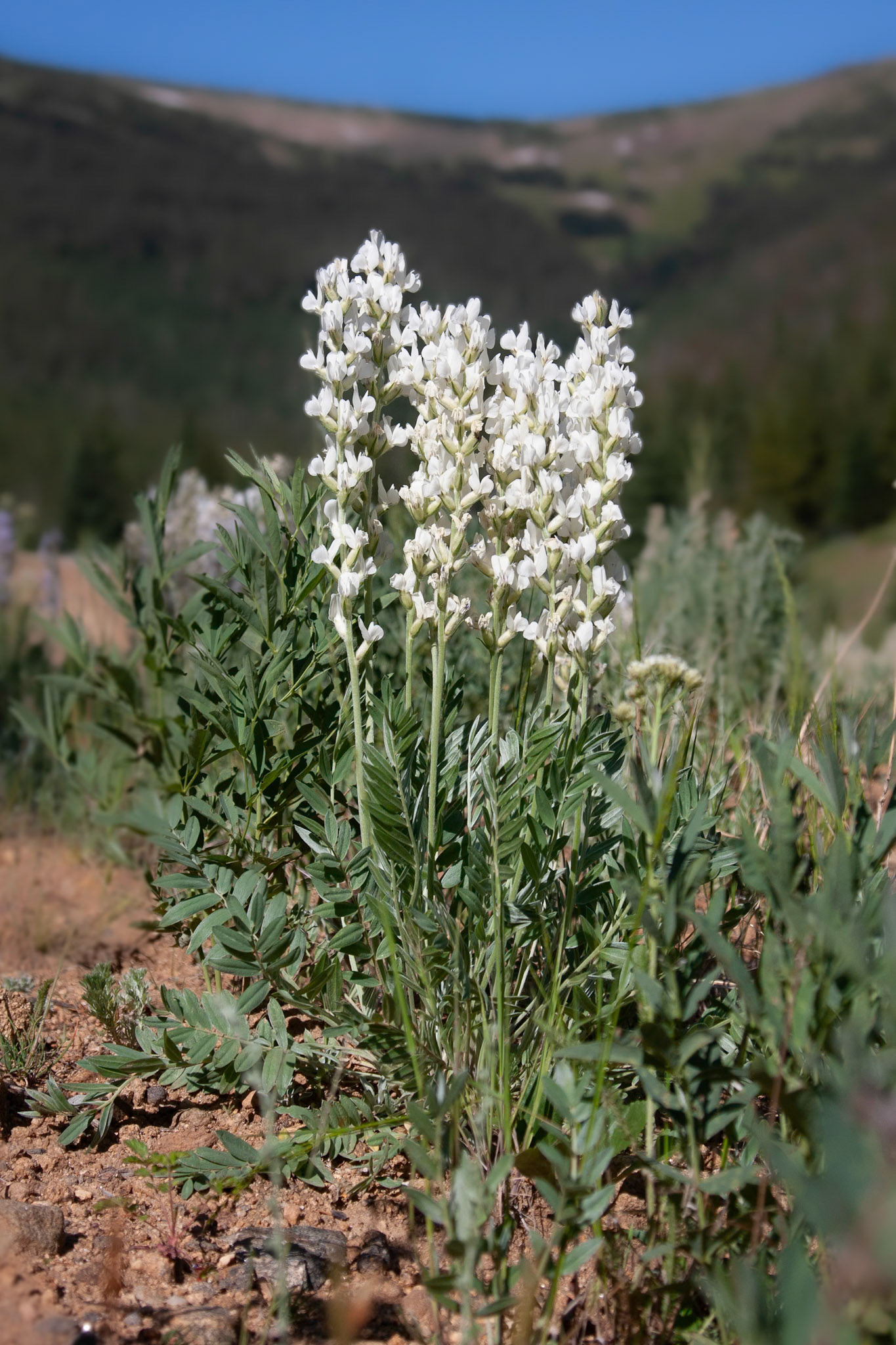 Loco, Rocky Mountain