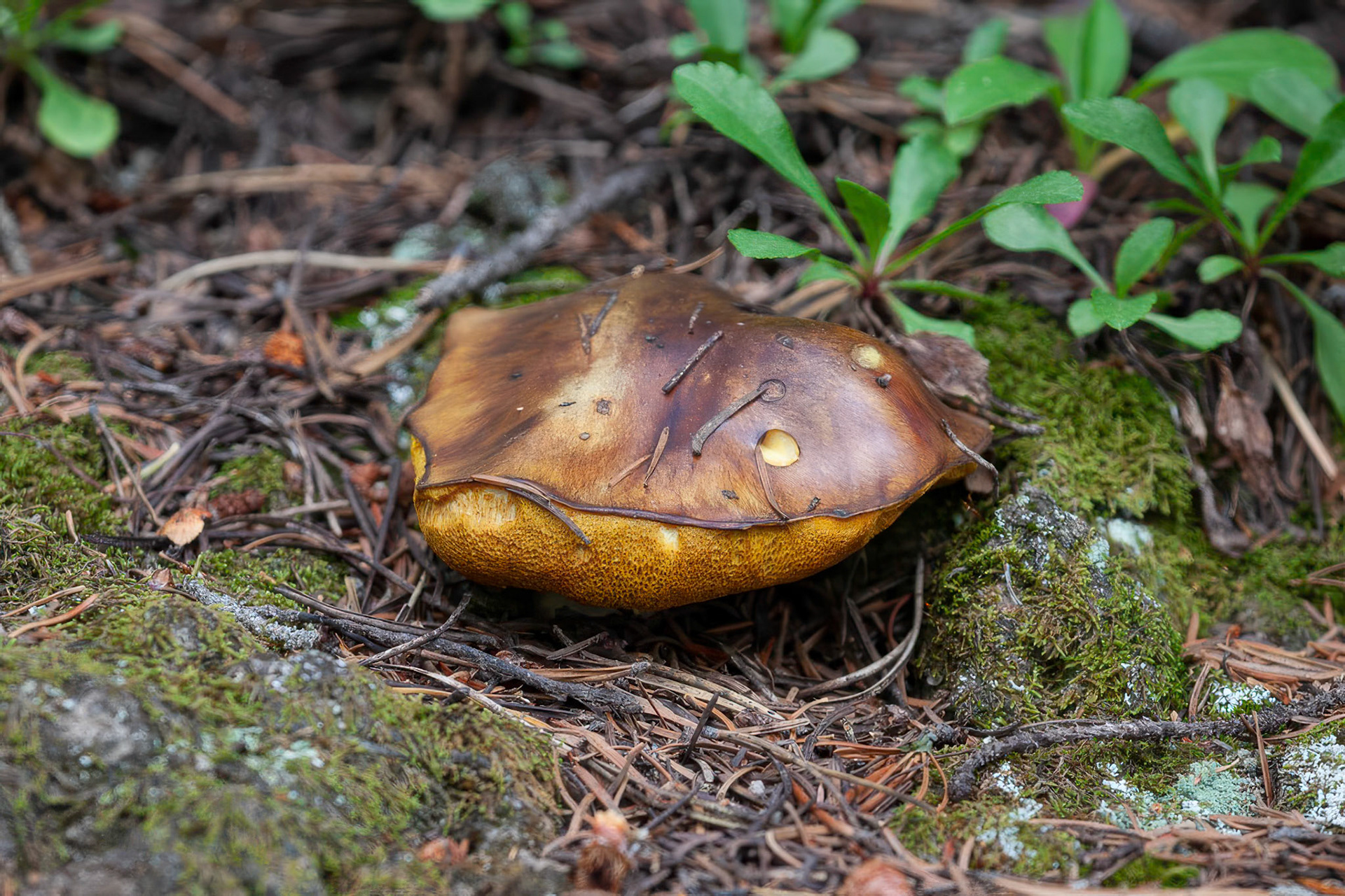 King Boletus