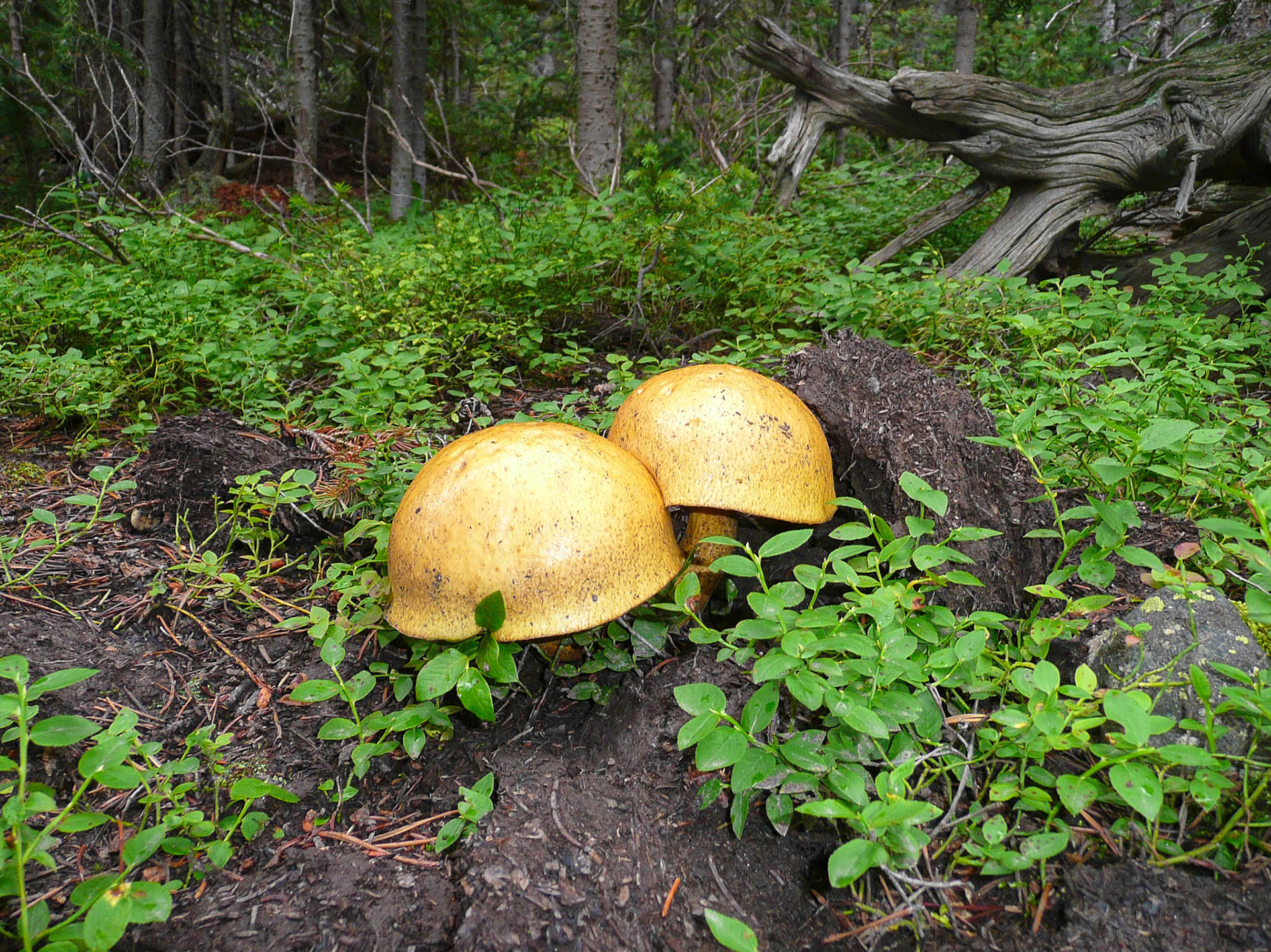 Hypholoma fascidare