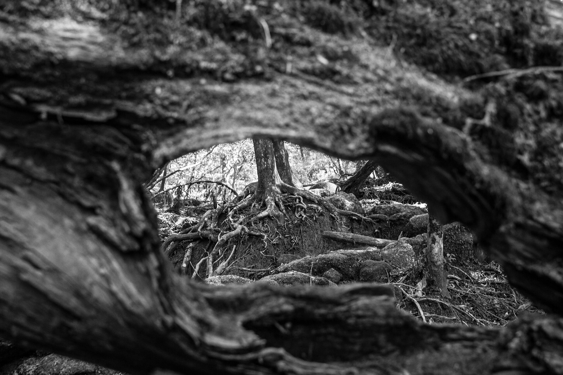 Ile Yakushima, Forêt Shiratani qui a inspiré