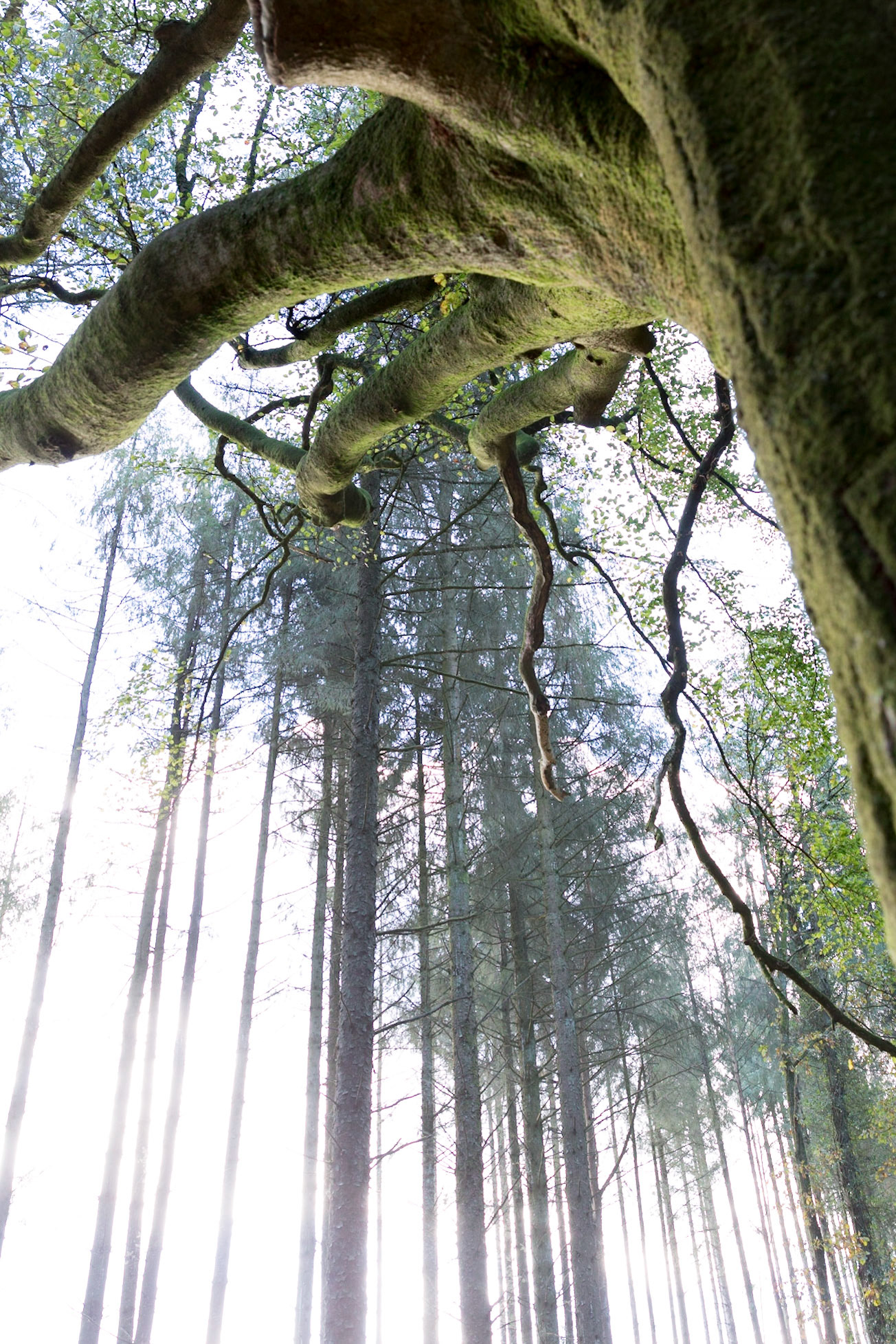 Forêt de Brocéliande, le Heytre de Pontus
