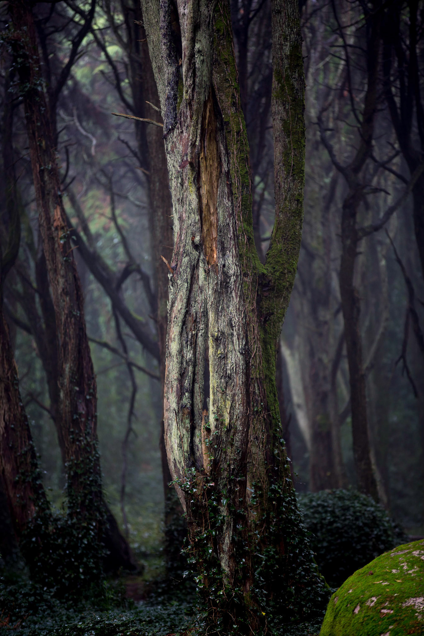 Forêt magique de Sintra, Portugal