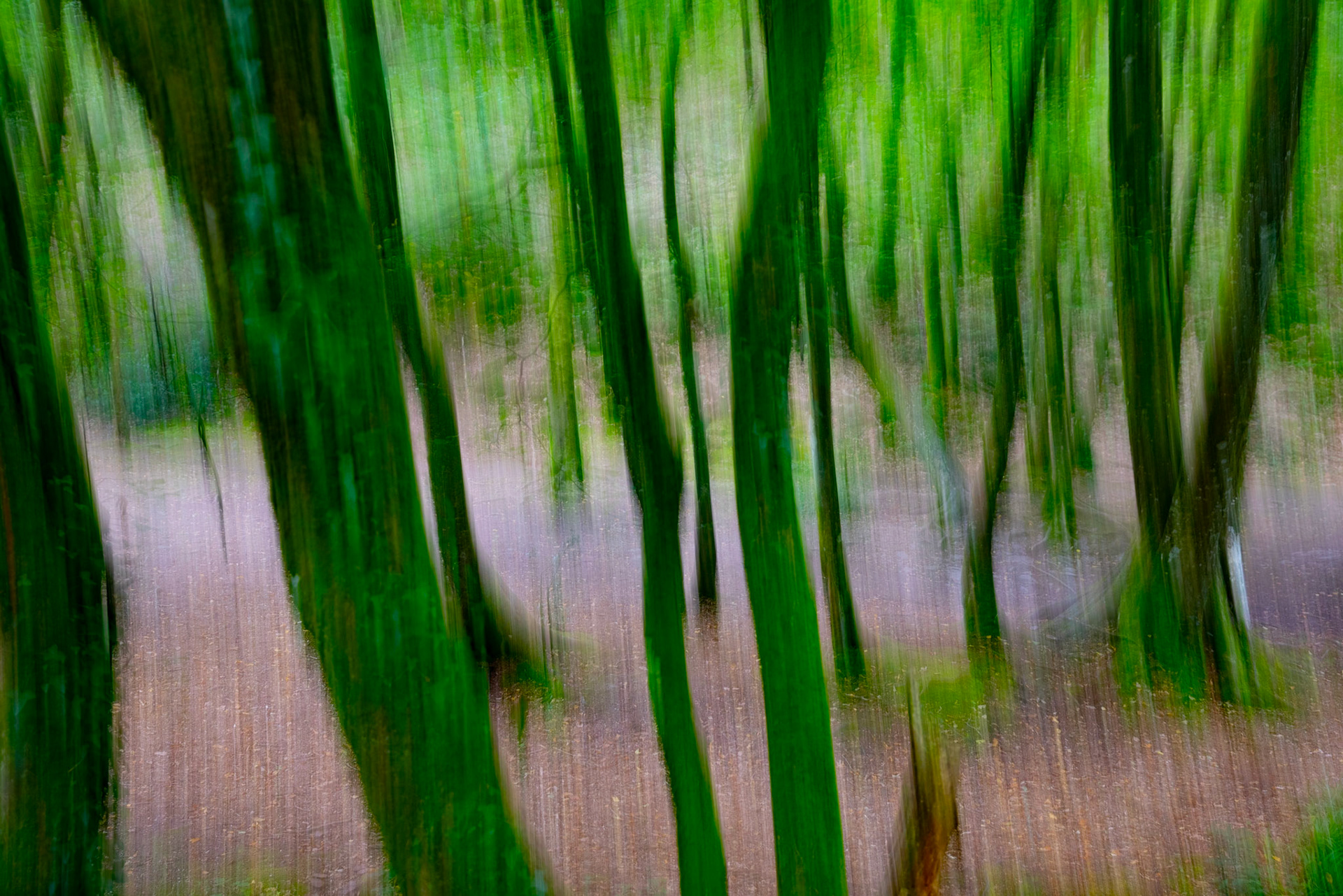 Forêt de Brocéliande, magic forest
