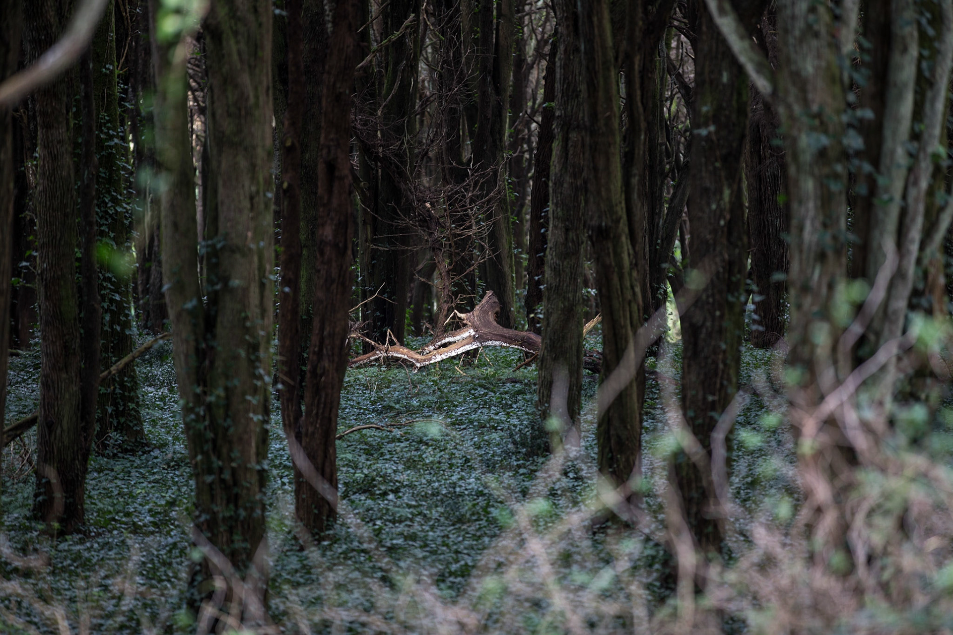 Forêt magique de Sintra, Portugal