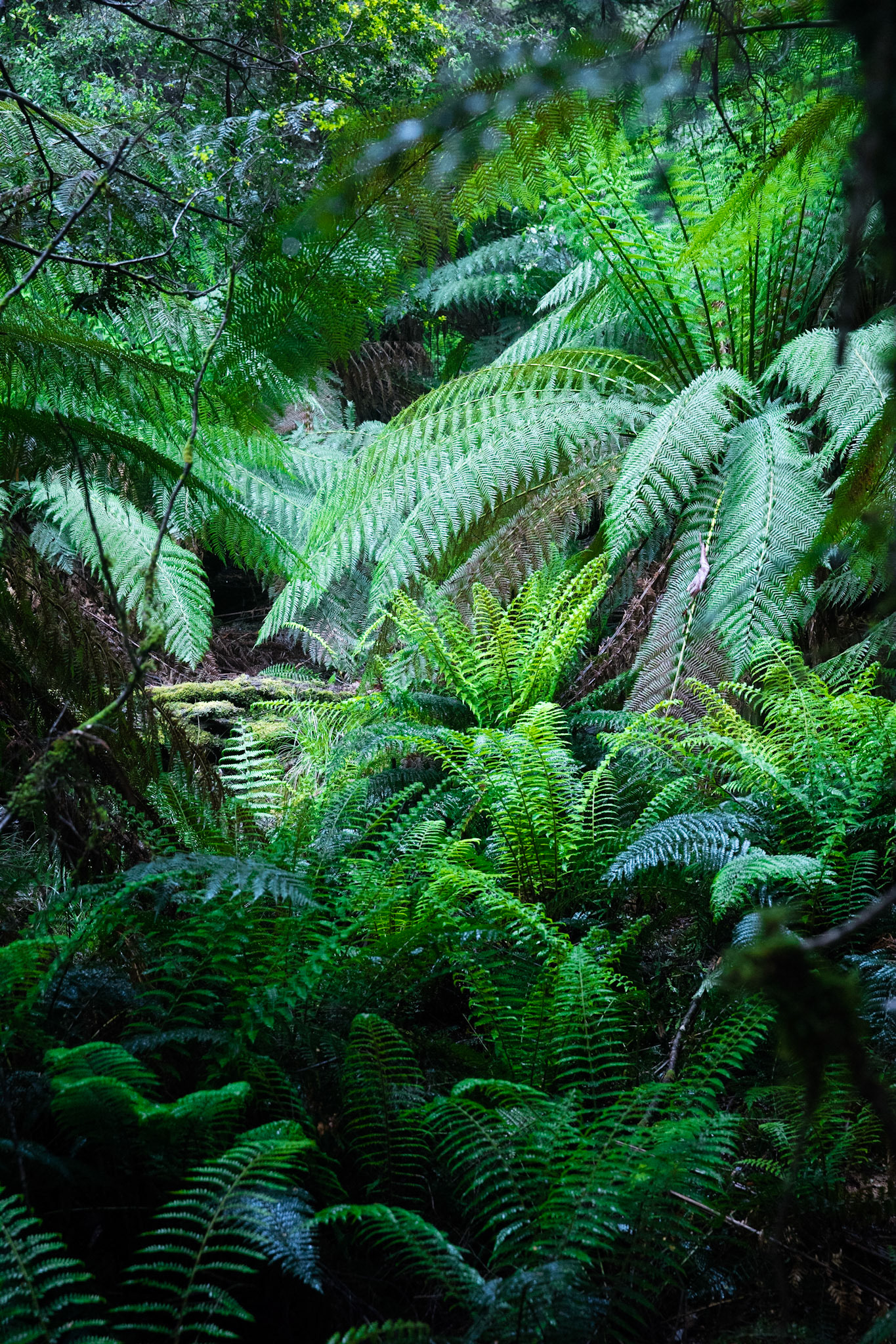 Tasmania, magic forest