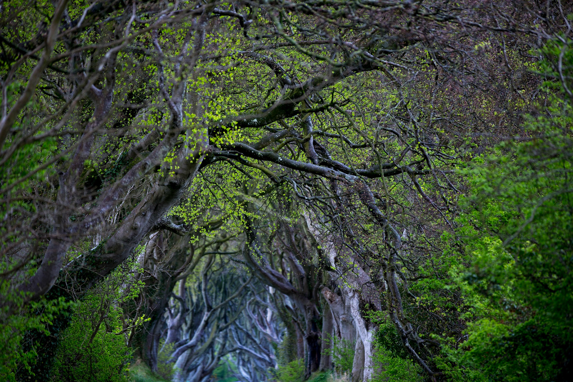 The Dark Hedges, Ireland