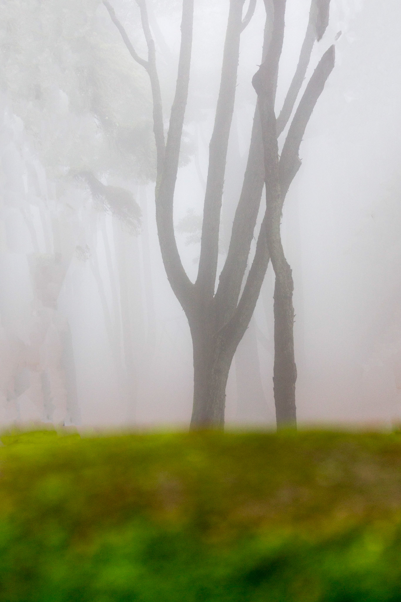 Forêt magique de Sintra, Portugal