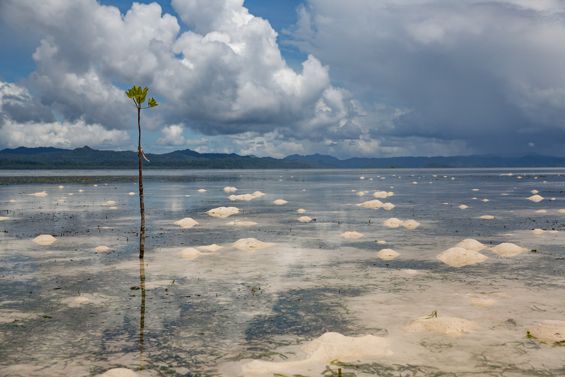 Papua