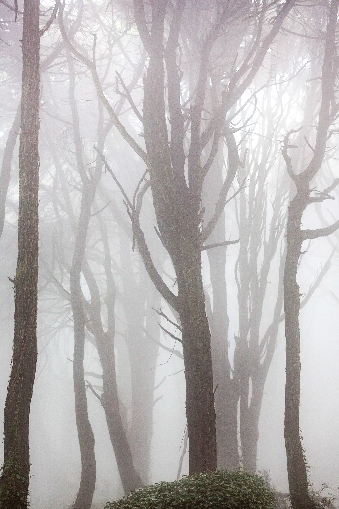 Forêt magique de Sintra, Portugal