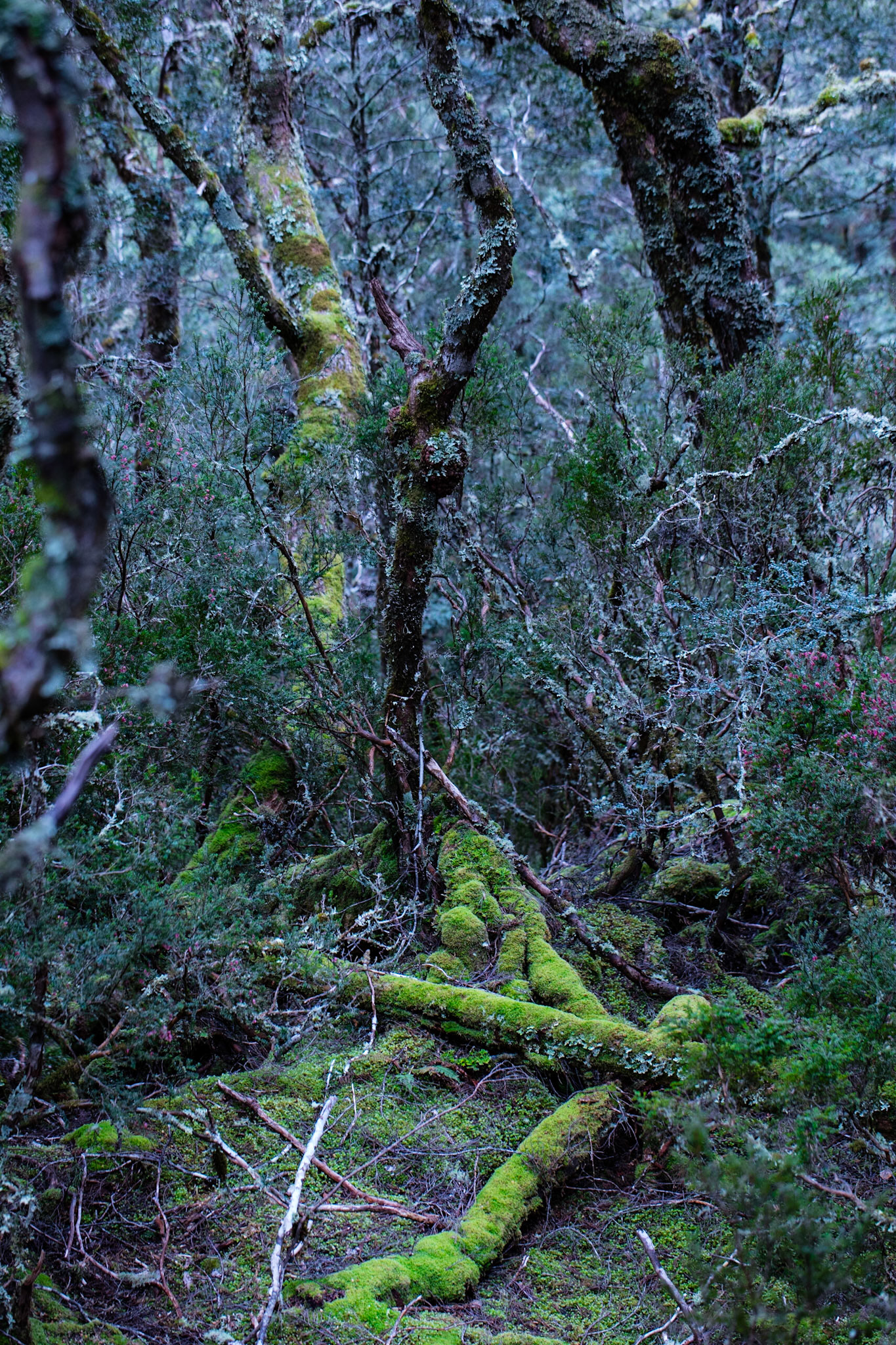 Tasmanie, forêt magique