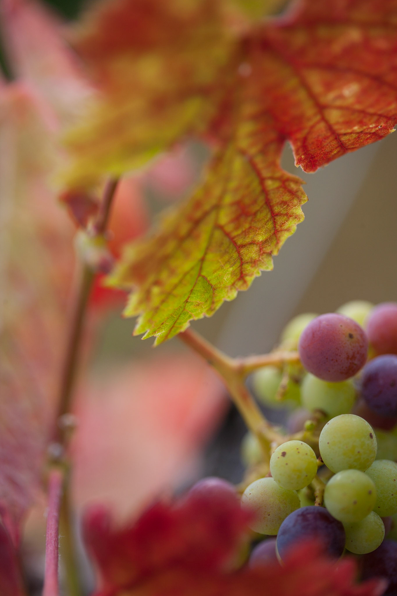 Saint Emilion