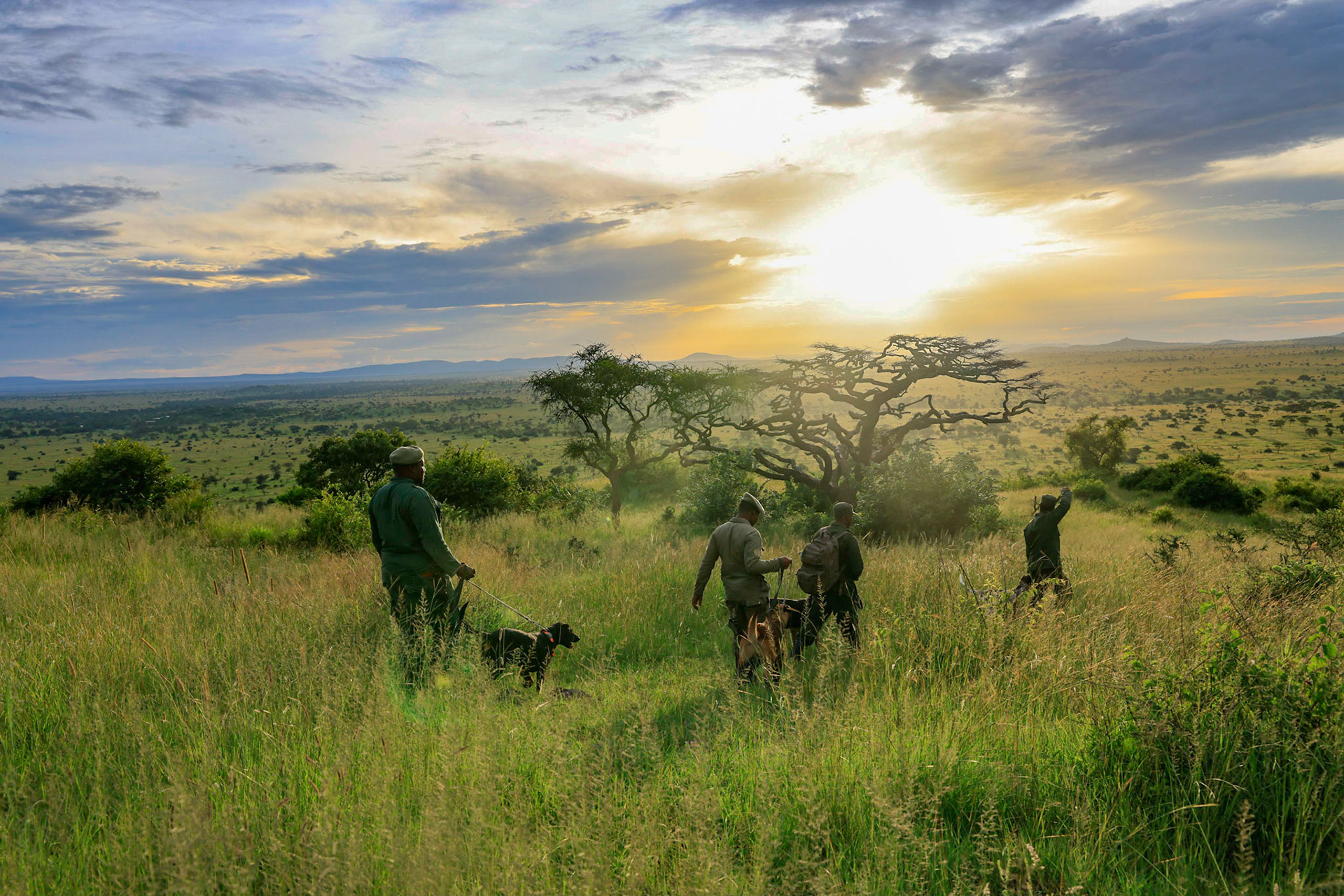 Tanzania, , Serengueti national Park, K9 Dog's unitnit