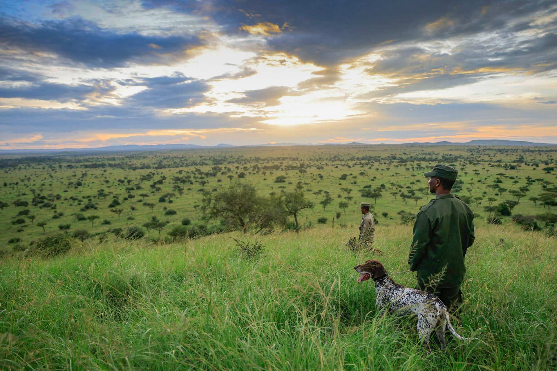 Tanzania, Serengueti National Park, K9 dog's unit