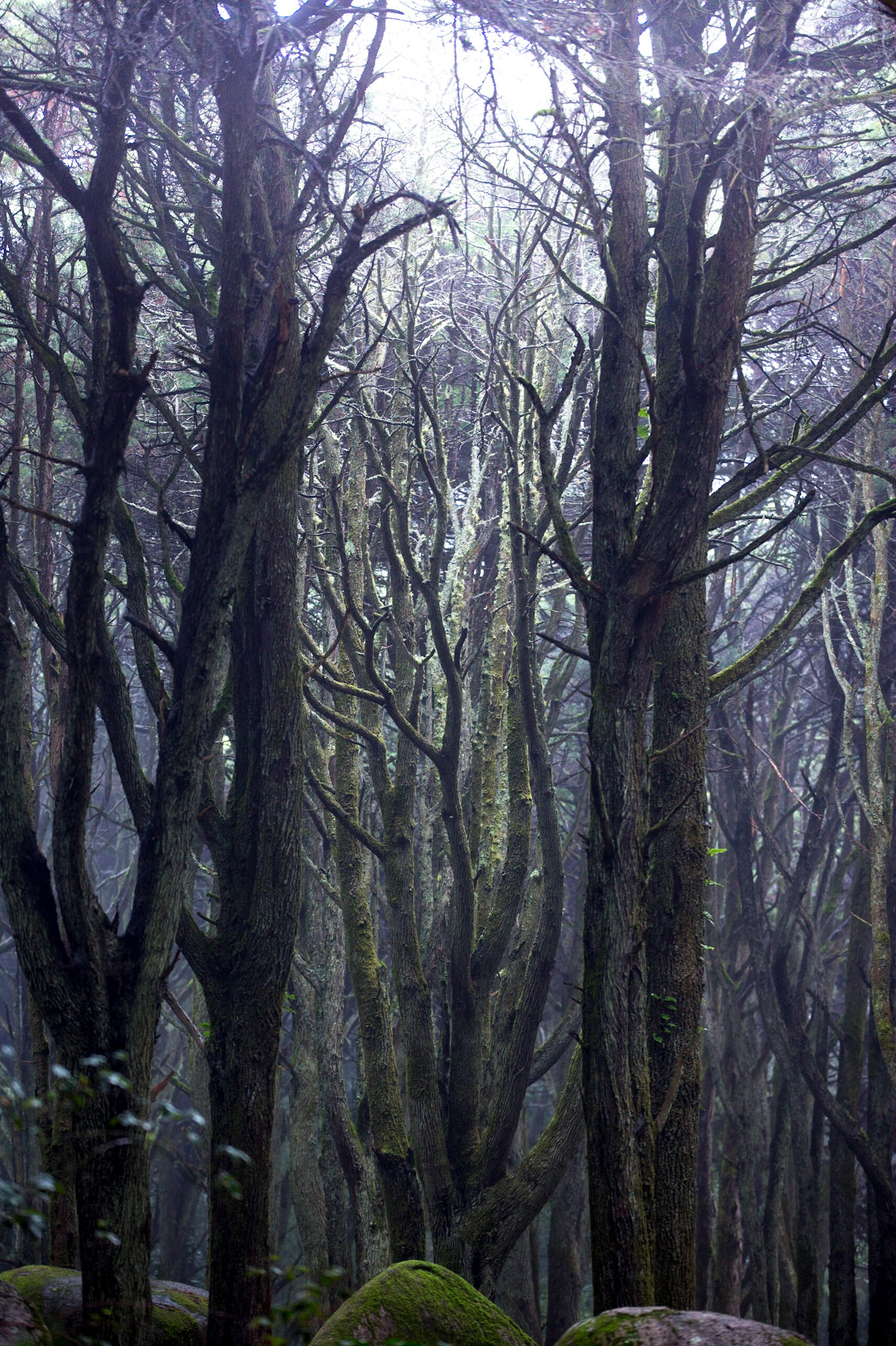 Forêt magique de Sintra, Portugal