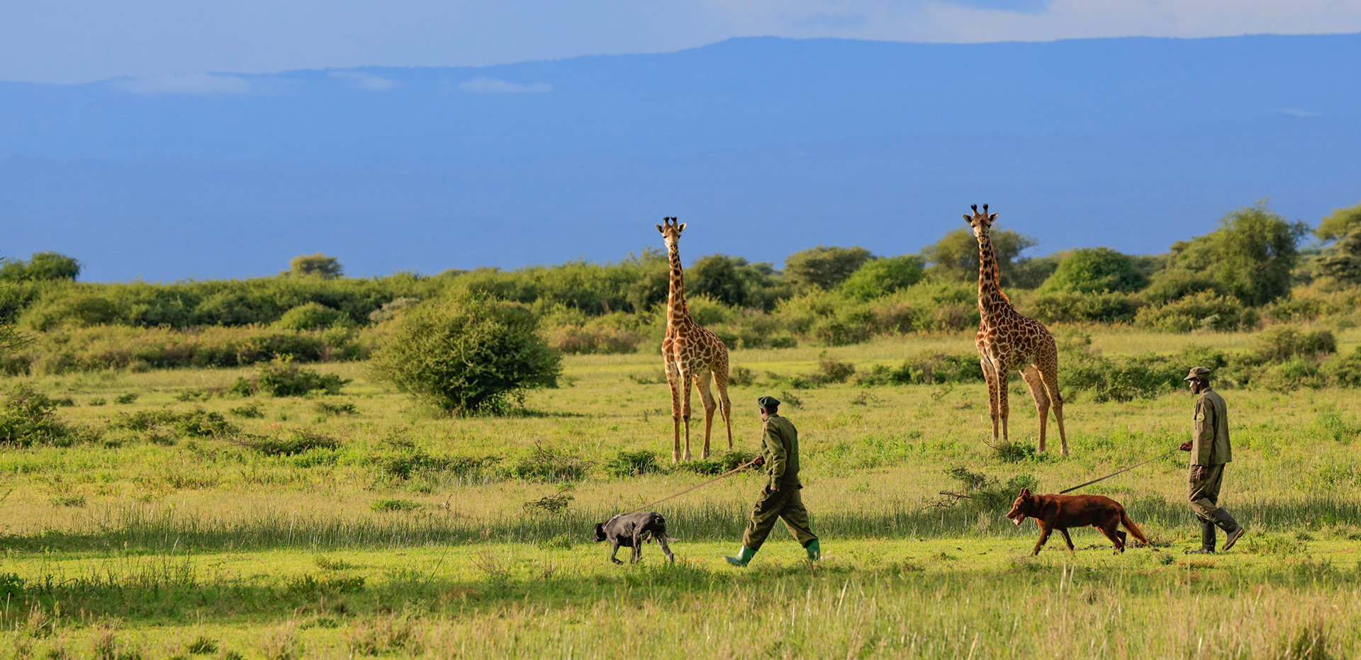 Tanzania, Manyara ranch, K9 dog's unit