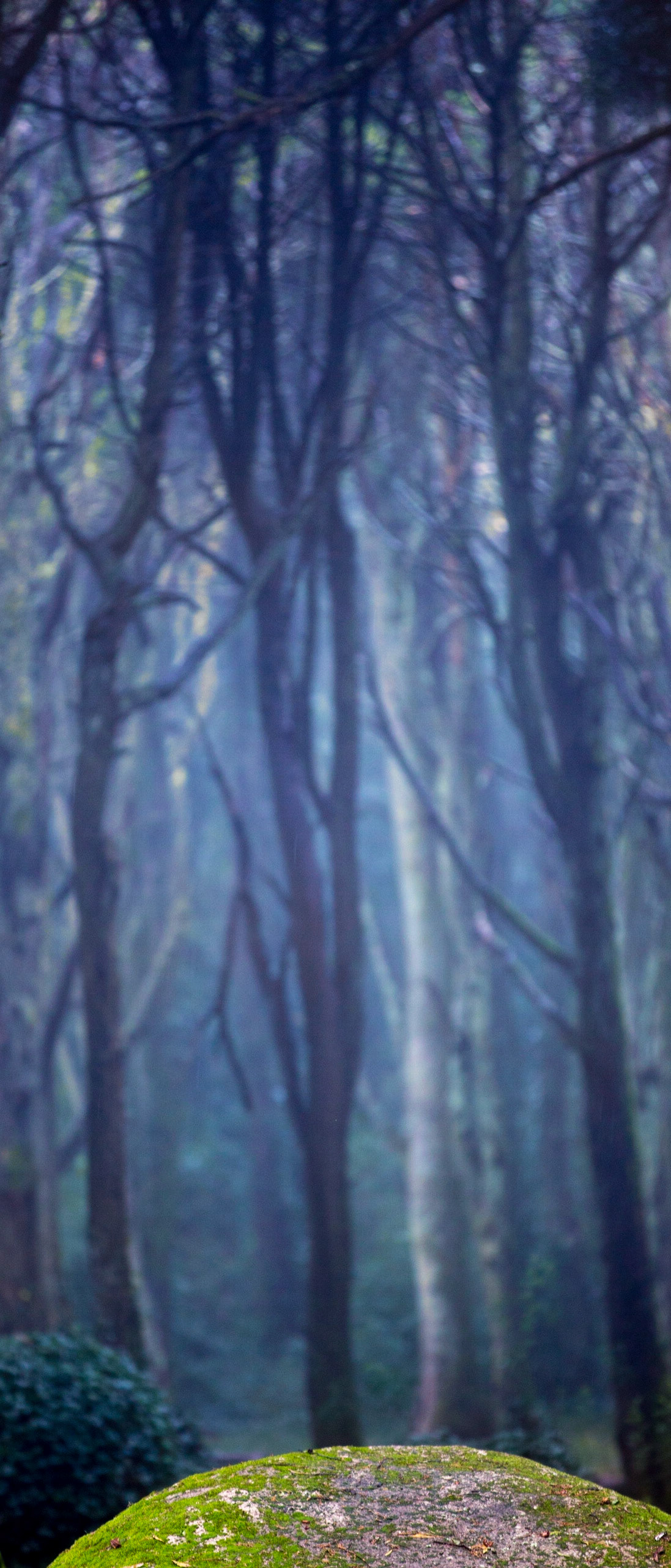 Forêt magique de Sintra, Portugal ugal,