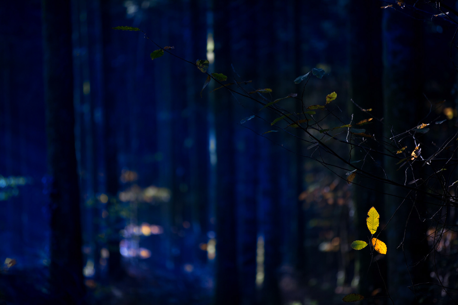 Forêt de Brocéliande