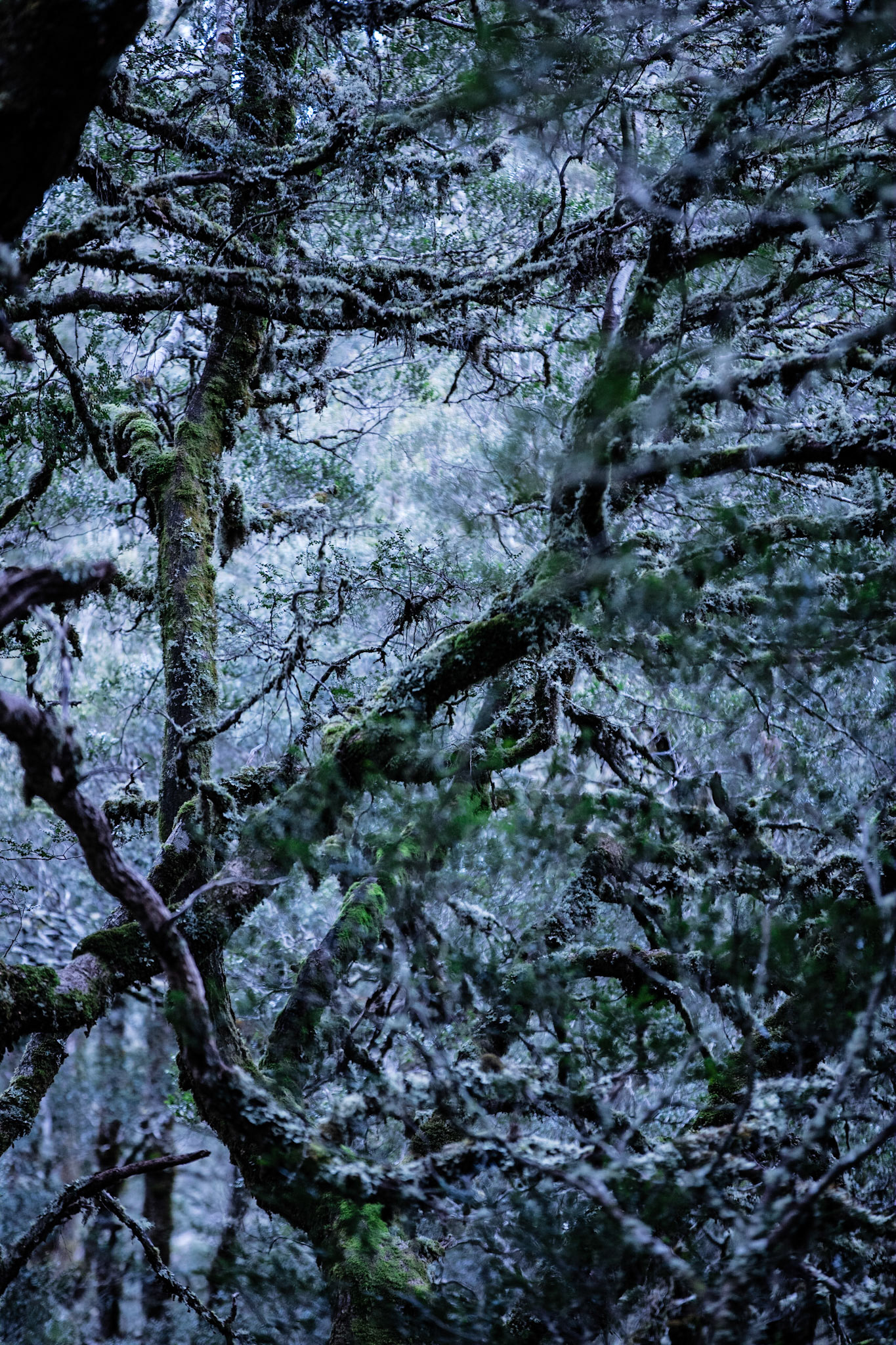 Tasmania, magic forest