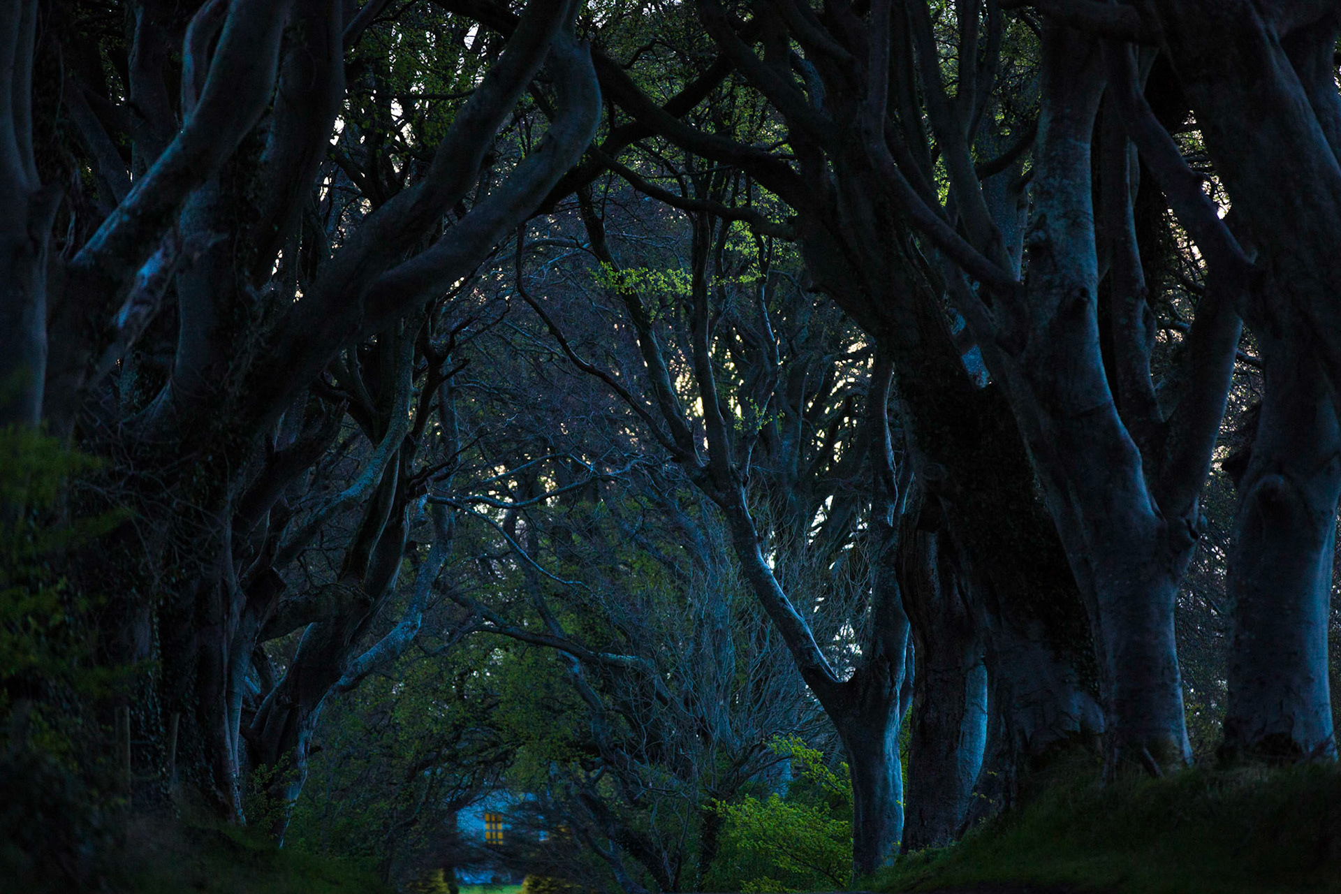 The Dark Hedges, Ireland, forêt magique