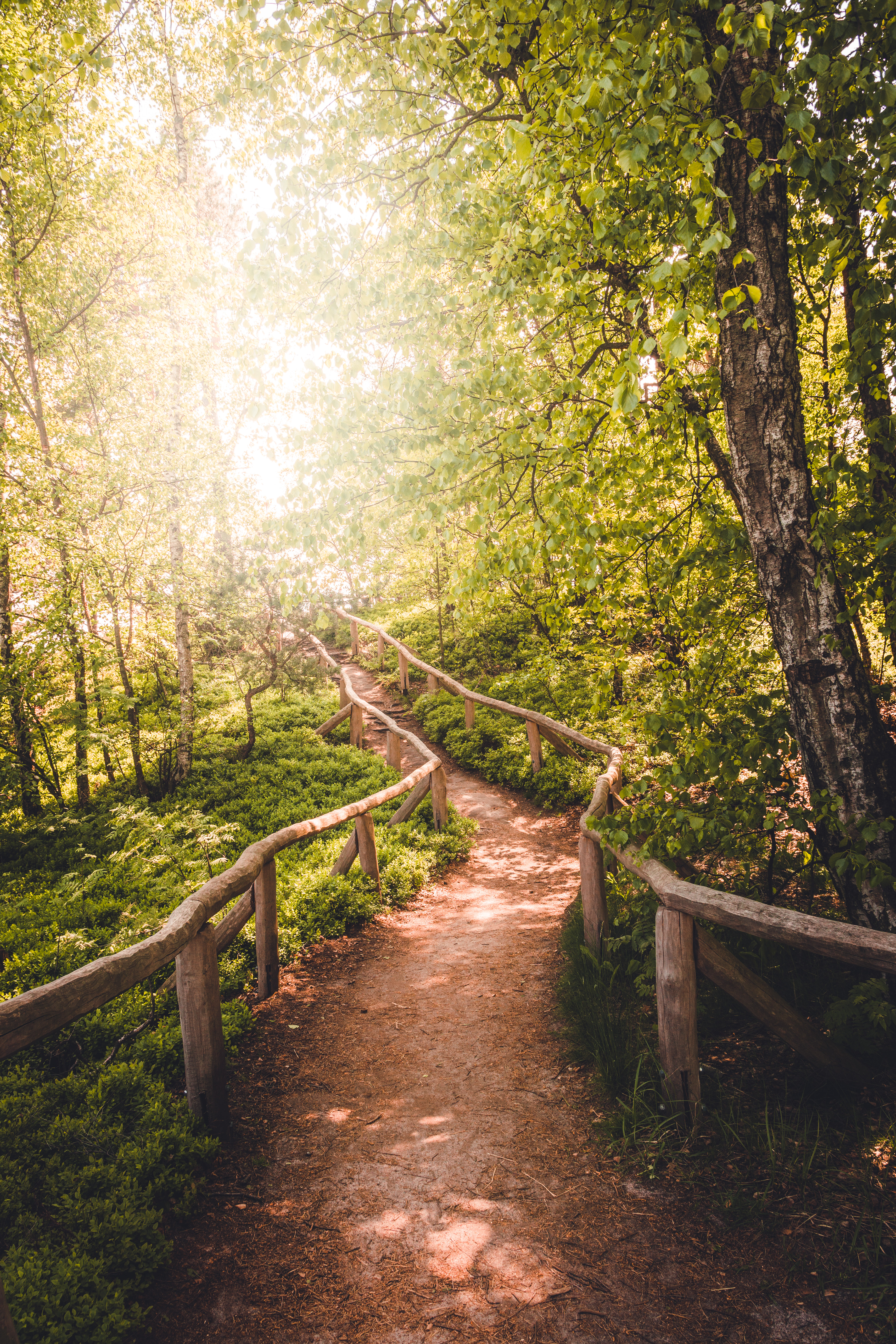 Wanderweg auf dem Lillienstein