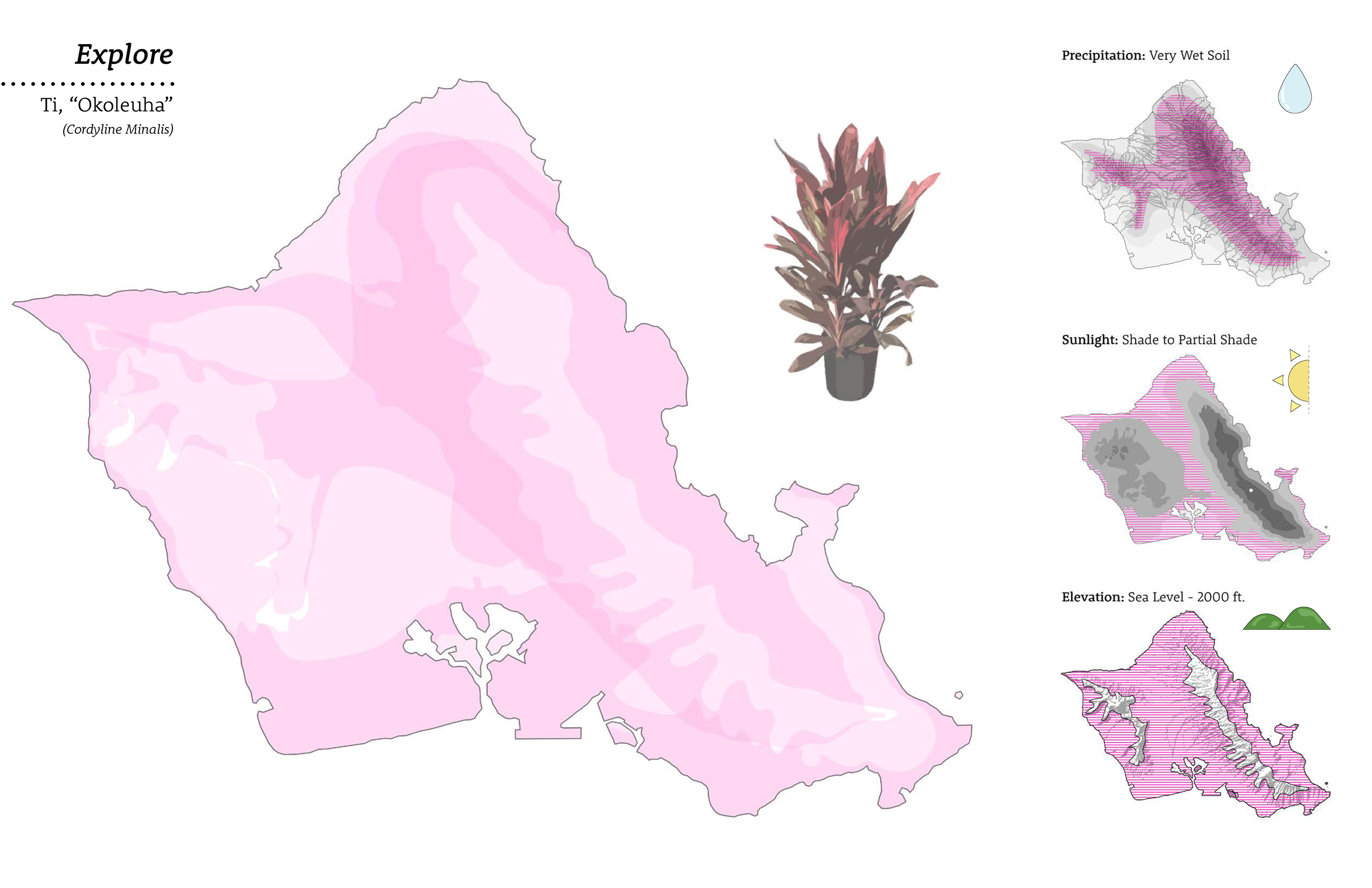Ti Plant Analysis