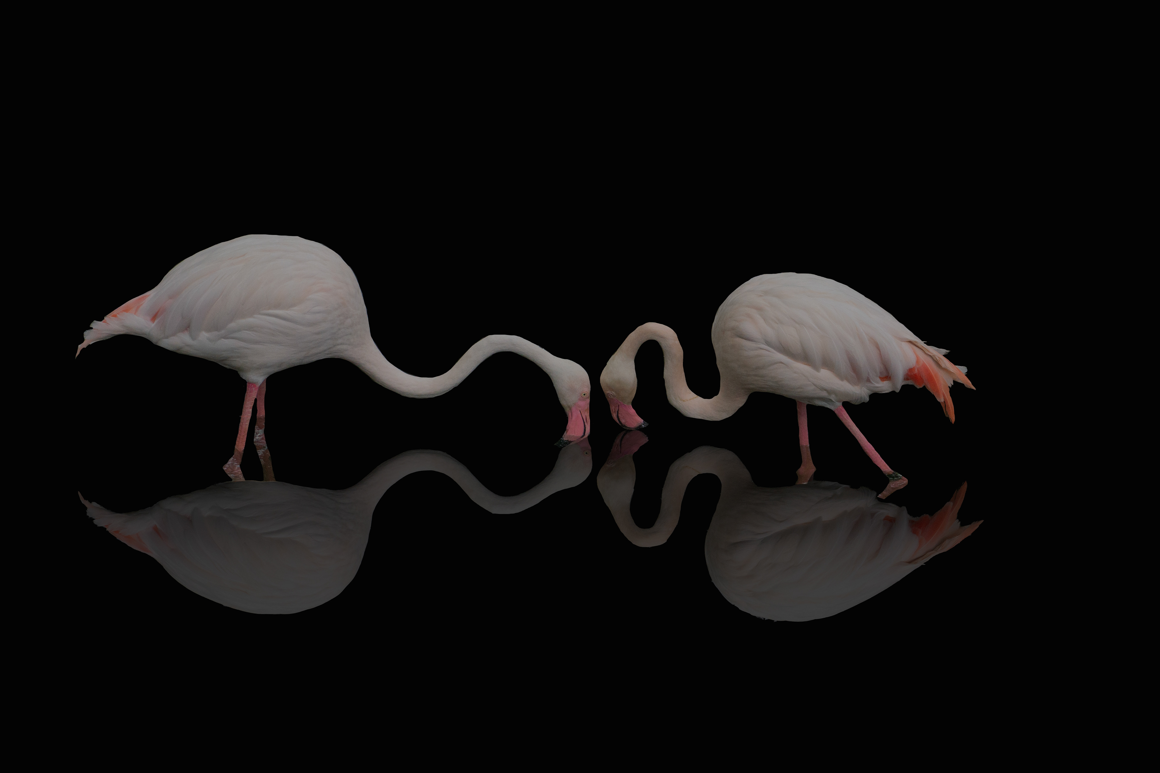 Mingos - Photoshop Fun