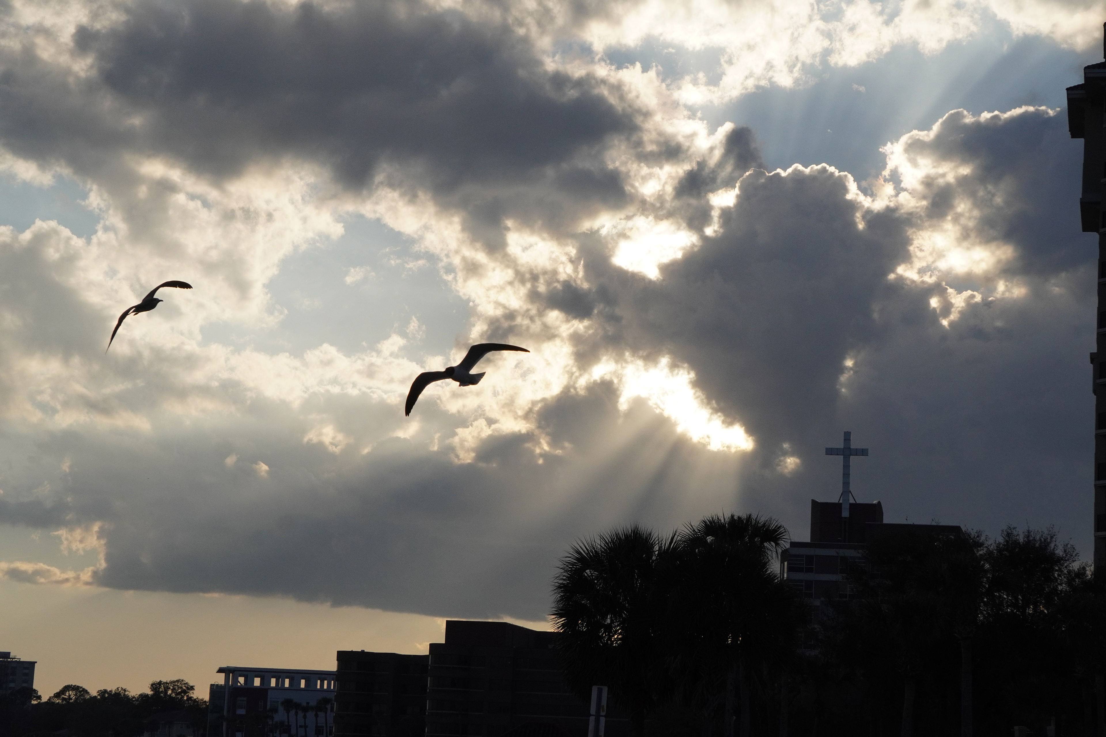 Flying Free - Nature Photography