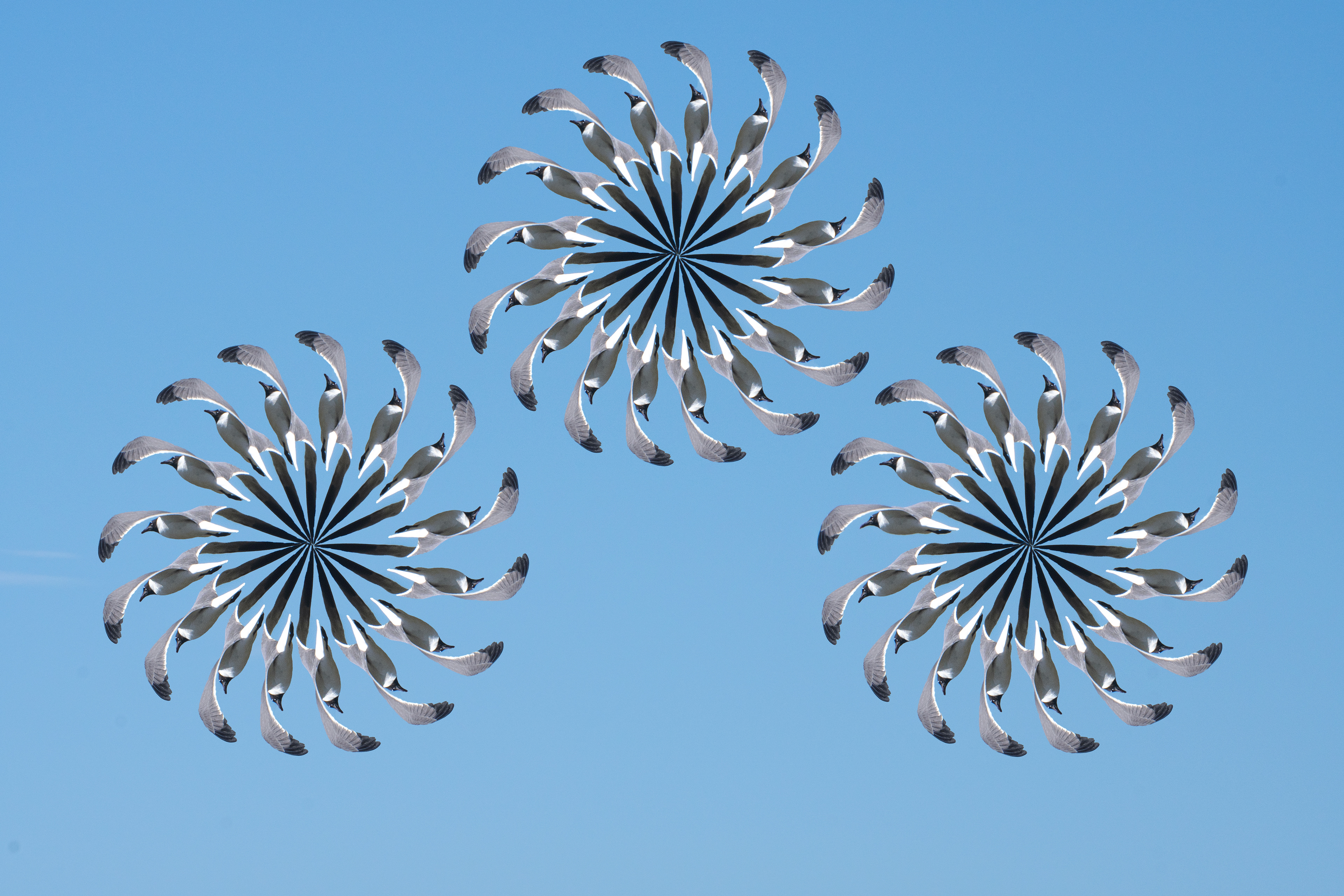 Synchronized Seagulls - Photoshop Fun